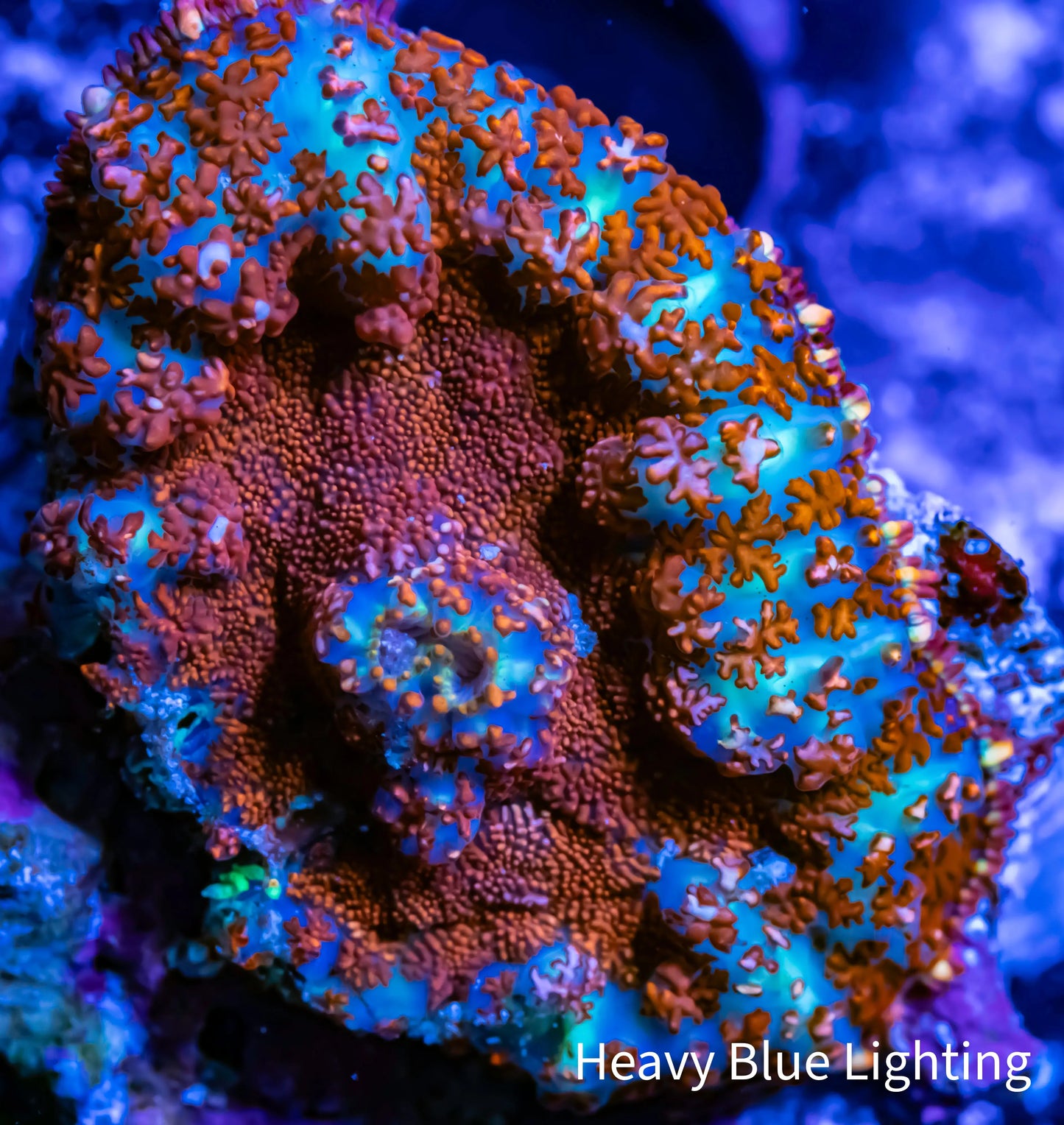 Rhodactis Coral - Barbie Rhodactis WYSIWYG 3cm Rhodactis Coral - Barbie Rhodactis WYSIWYG 3cm Animals & Pet Supplies Rhodactis Coral - Barbie Rhodactis WYSIWYG 3cm Zeo Box Reef