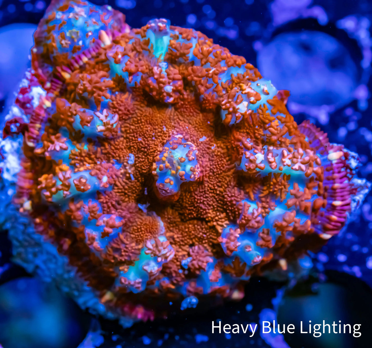 Rhodactis Coral - Barbie Rhodactis WYSIWYG 3cm Rhodactis Coral - Barbie Rhodactis WYSIWYG 3cm Animals & Pet Supplies Rhodactis Coral - Barbie Rhodactis WYSIWYG 3cm Zeo Box Reef