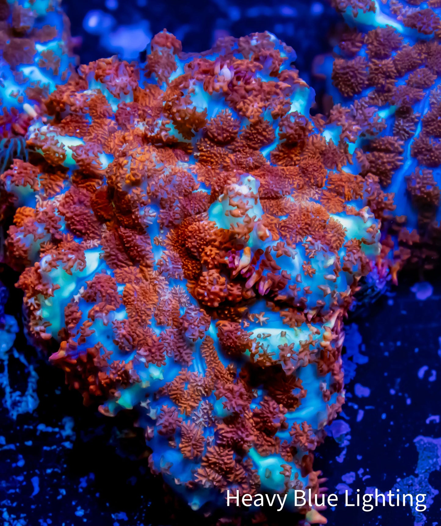 Rhodactis Coral - Barbie Rhodactis 3cm Rhodactis Coral - Barbie Rhodactis 3cm Animals & Pet Supplies Rhodactis Coral - Barbie Rhodactis 3cm Zeo Box Reef