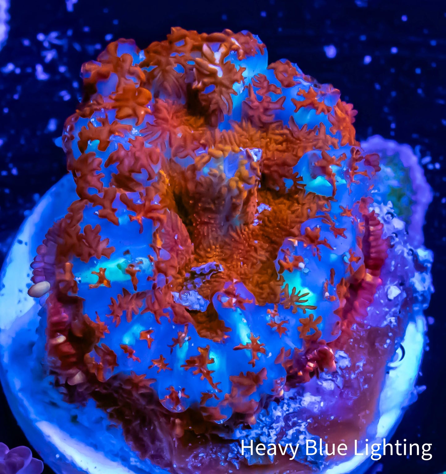 Rhodactis Coral - Barbie Rhodactis WYSIWYG 2cm Rhodactis Coral - Barbie Rhodactis WYSIWYG 2cm Animals & Pet Supplies Rhodactis Coral - Barbie Rhodactis WYSIWYG 2cm Zeo Box Reef