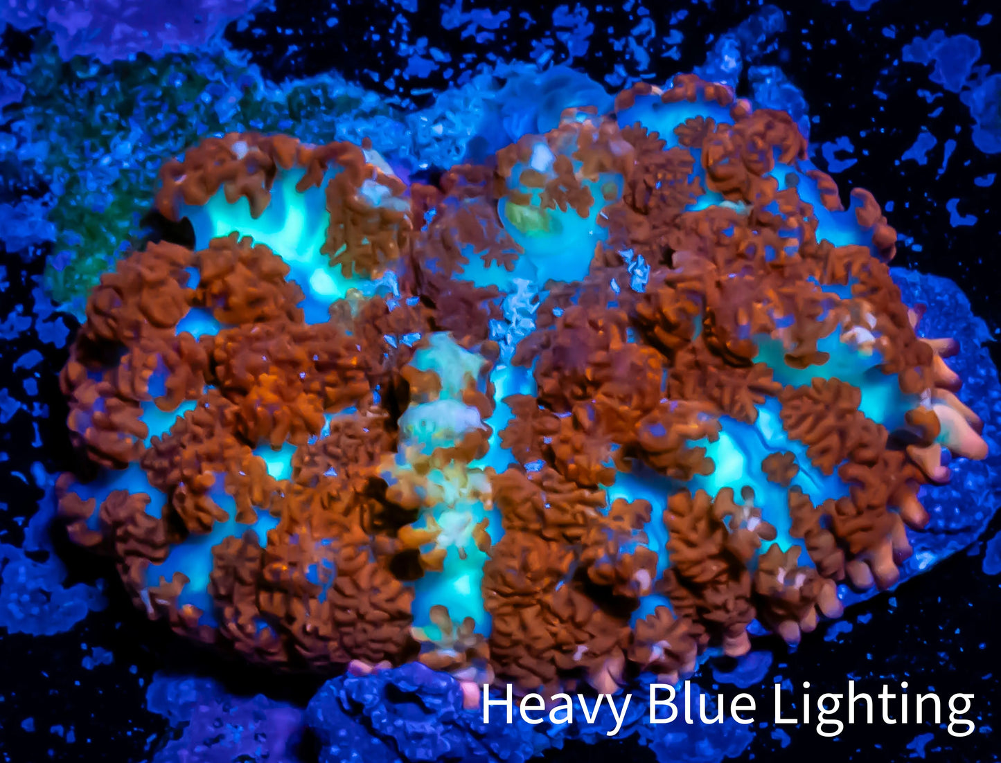Rhodactis Coral - 🔮 Mystic Spore Rhodactis 2.5cm Rhodactis Coral - 🔮 Mystic Spore Rhodactis 2.5cm Animals & Pet Supplies Rhodactis Coral - 🔮 Mystic Spore Rhodactis 2.5cm Zeo Box Reef