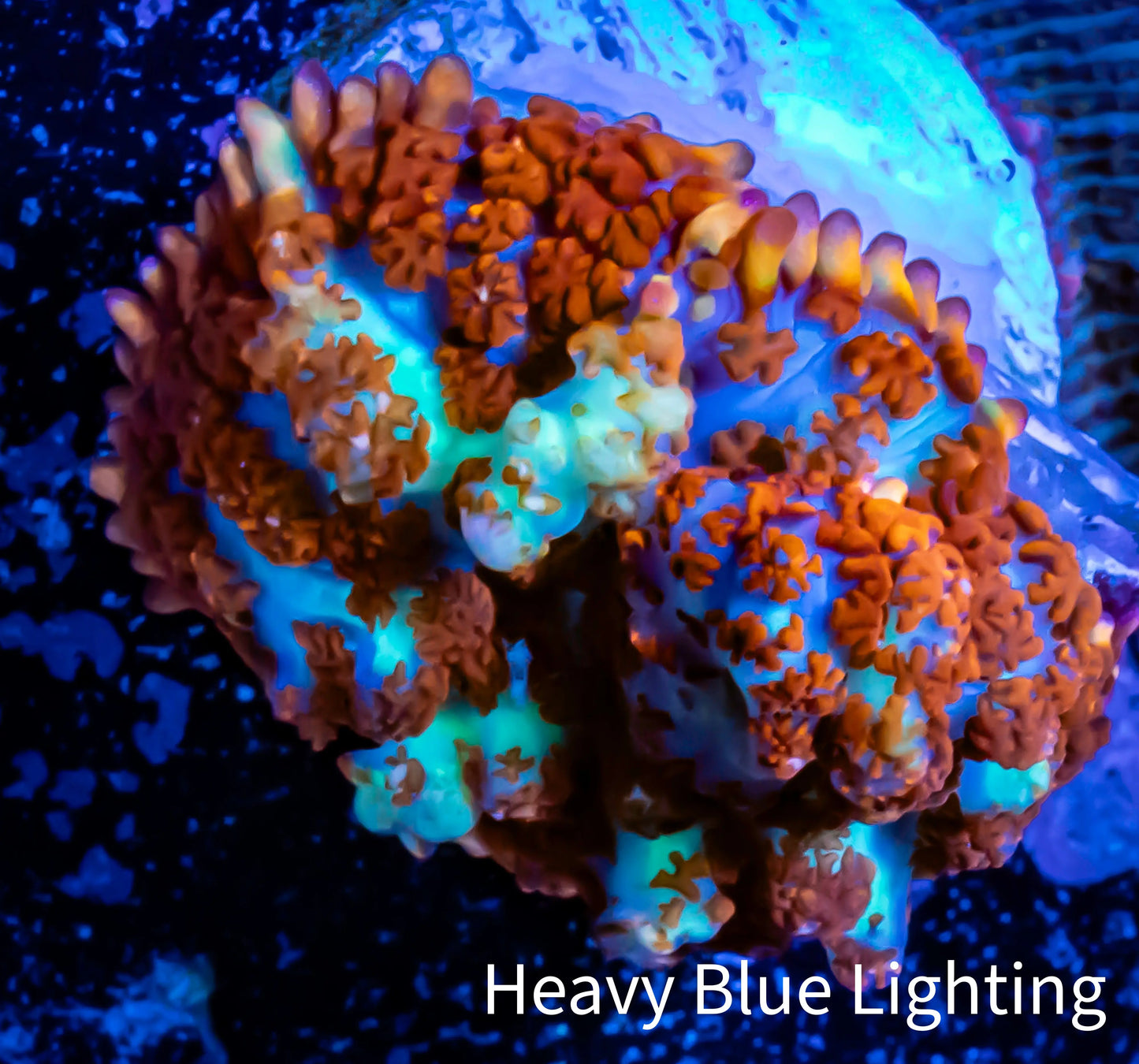 Rhodactis Coral - 🔮 Mystic Spore Rhodactis 2cm WYSIWYG Rhodactis Coral - 🔮 Mystic Spore Rhodactis 2cm WYSIWYG Animals & Pet Supplies Rhodactis Coral - 🔮 Mystic Spore Rhodactis 2cm WYSIWYG Zeo Box Reef