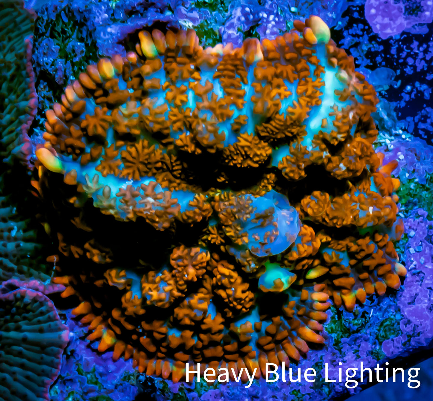 Rhodactis Coral - 🔮 Mystic Spore Rhodactis WYSIWYG 2cm Rhodactis Coral - 🔮 Mystic Spore Rhodactis WYSIWYG 2cm Animals & Pet Supplies Rhodactis Coral - 🔮 Mystic Spore Rhodactis WYSIWYG 2cm Zeo Box Reef