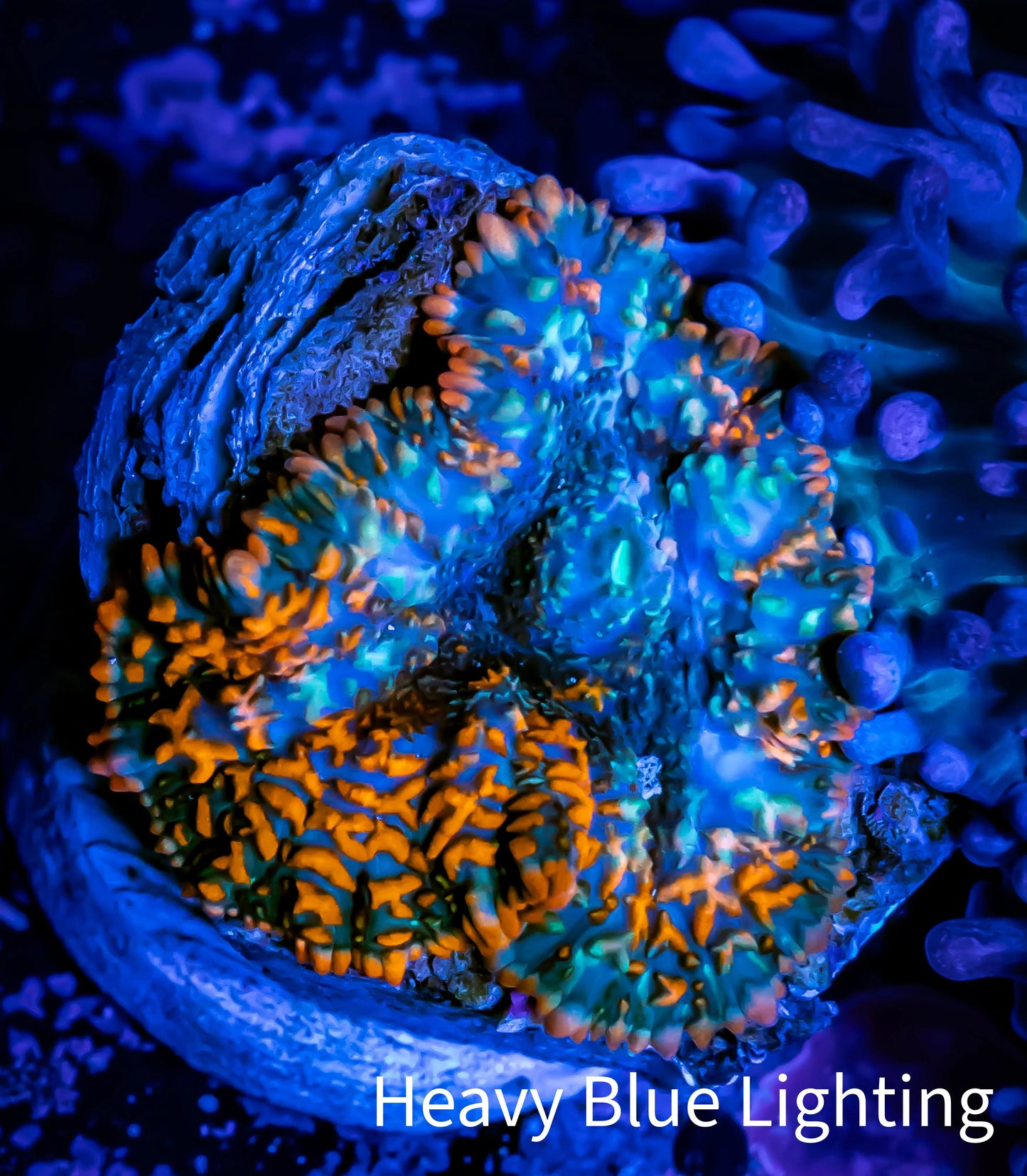 Rhodactis - Rhodactis Coral WYSIWYG 1.5cm F1R1B1 Rhodactis - Rhodactis Coral WYSIWYG 1.5cm F1R1B1 Animals & Pet Supplies Rhodactis - Rhodactis Coral WYSIWYG 1.5cm F1R1B1 Zeo Box Reef