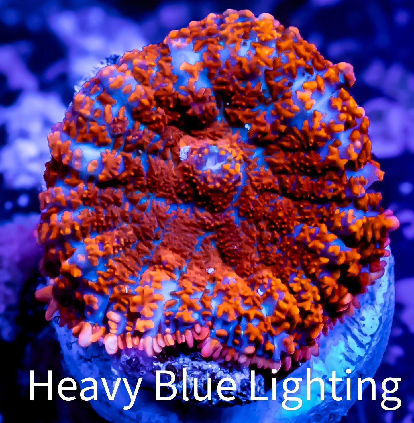 Rhodactis - Superman Rhodactis Coral WYSIWYG 2cm E3R1B2 Rhodactis - Superman Rhodactis Coral WYSIWYG 2cm E3R1B2 Animals & Pet Supplies Rhodactis - Superman Rhodactis Coral WYSIWYG 2cm E3R1B2 Zeo Box Reef
