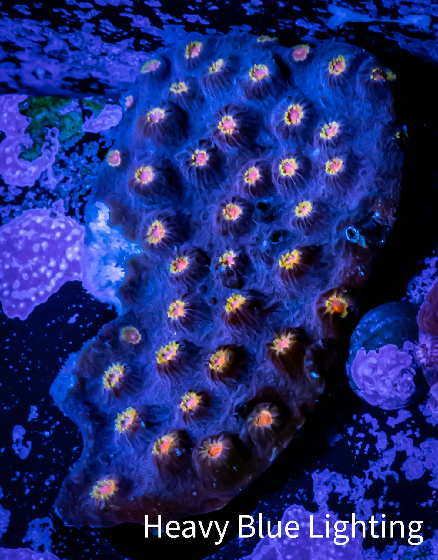 SPS Coral- Cyphastrea - WYSIWYG 5cm SPS Coral- Cyphastrea - WYSIWYG 5cm SPS SPS Coral- Cyphastrea - WYSIWYG 5cm Zeo Box Reef