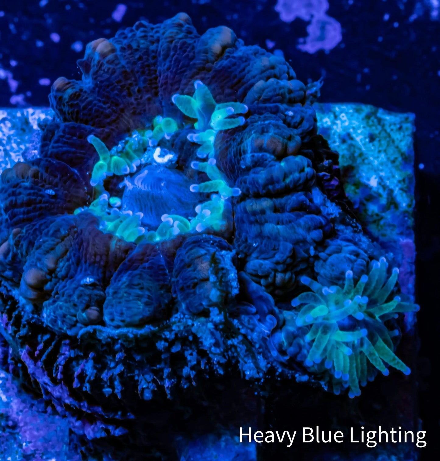 Scolymia- WA Button Scoly Coral Two Head 4cm WYSIWYG Scolymia- WA Button Scoly Coral Two Head 4cm WYSIWYG LPS Scolymia- WA Button Scoly Coral Two Head 4cm WYSIWYG Zeo Box Reef