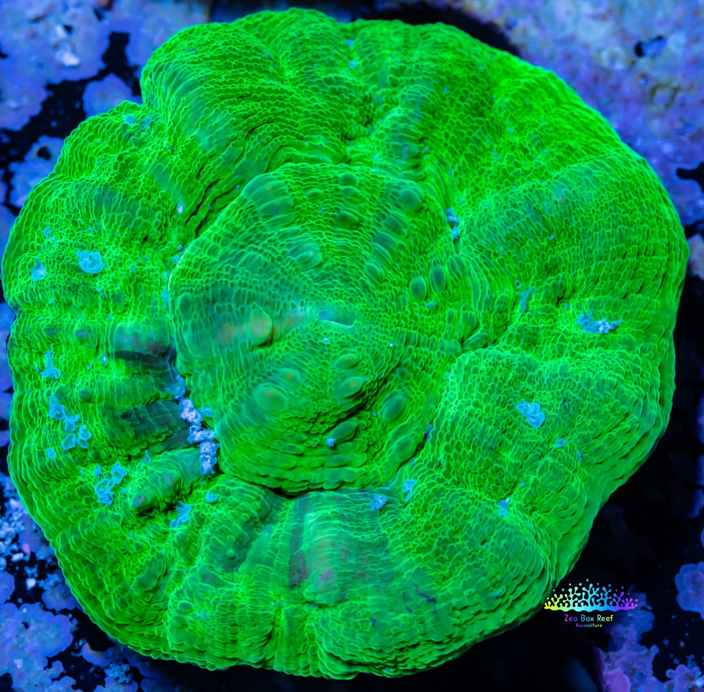 Scolymia Australis- Scoly Coral 4cm WYSIWYG Scolymia Australis- Scoly Coral 4cm WYSIWYG LPS Scolymia Australis- Scoly Coral 4cm WYSIWYG Zeo Box Reef