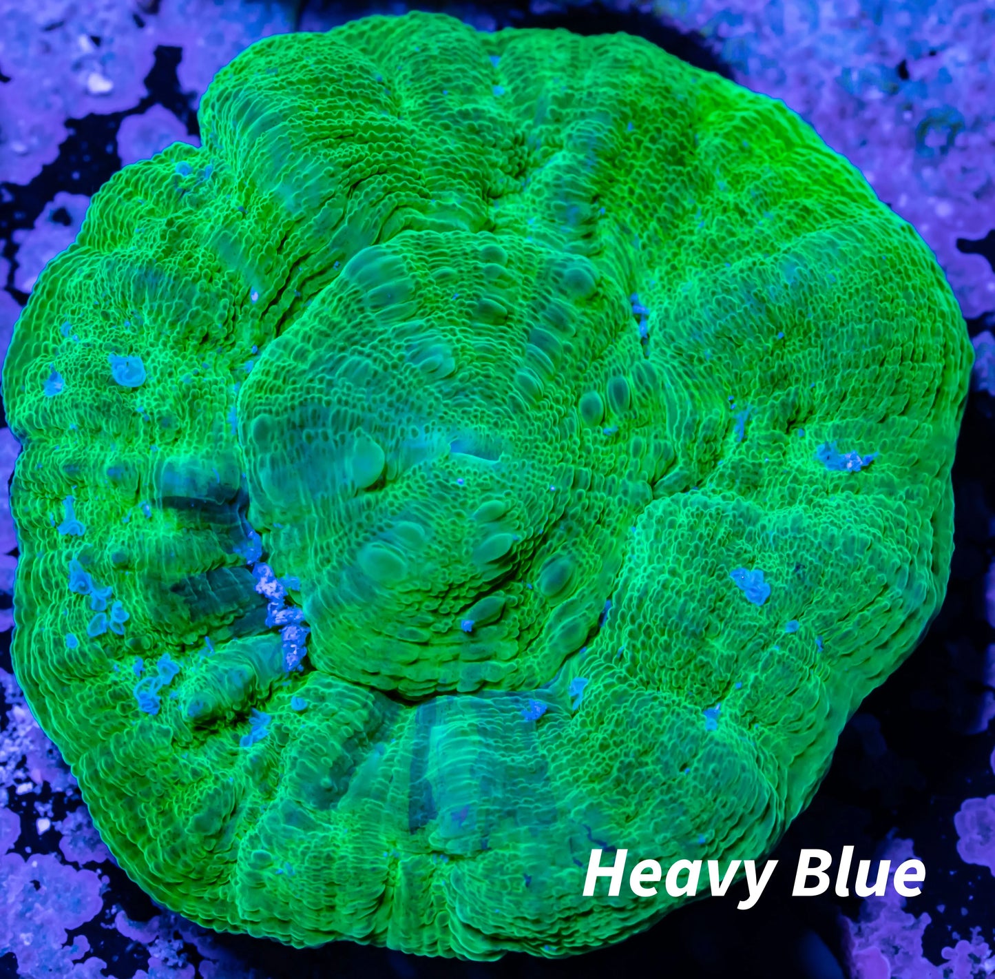 Scolymia Australis- Scoly Coral 4cm WYSIWYG Scolymia Australis- Scoly Coral 4cm WYSIWYG LPS Scolymia Australis- Scoly Coral 4cm WYSIWYG Zeo Box Reef