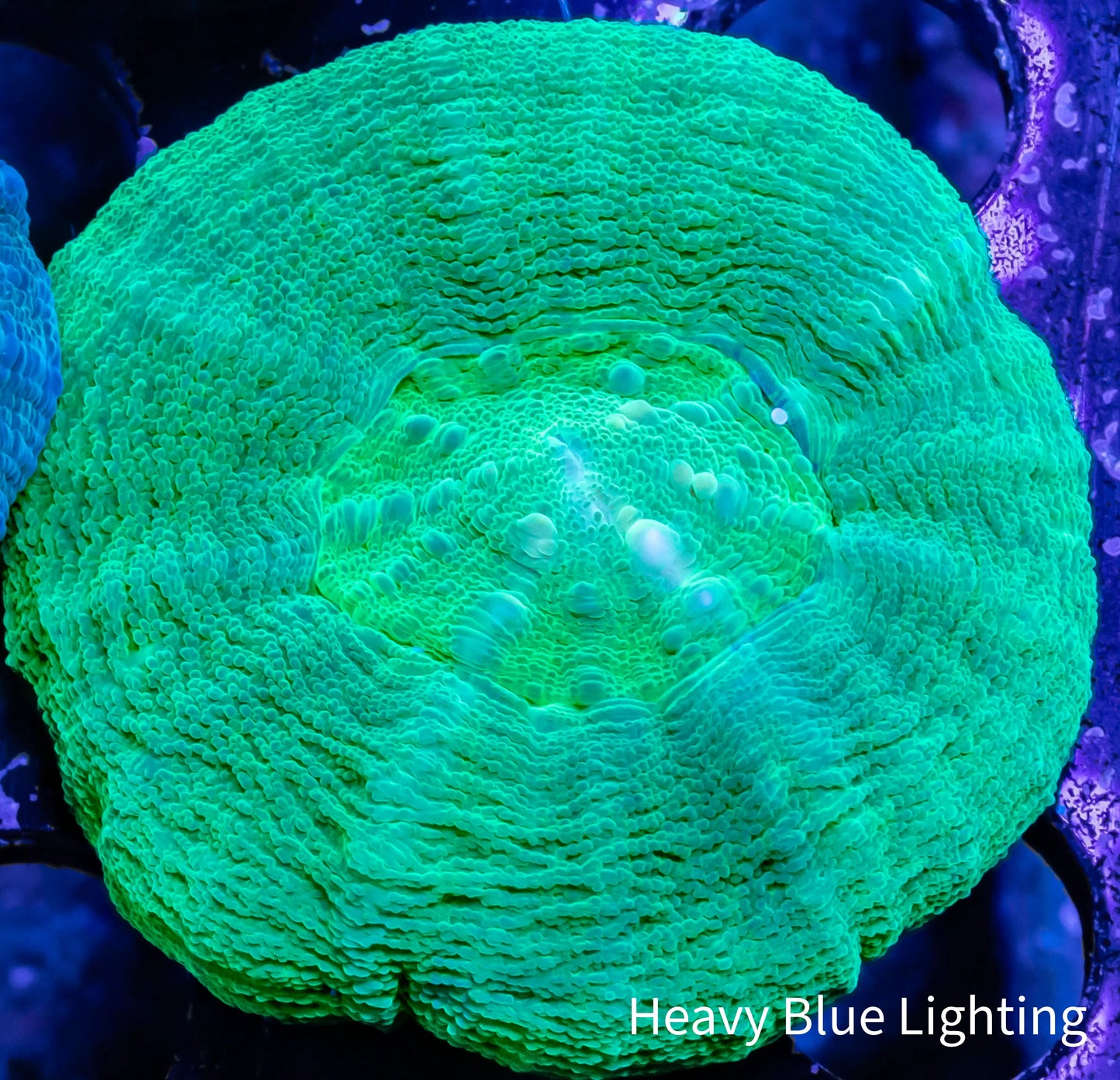 Scolymia Australis- Scoly Coral 4cm WYSIWYG Scolymia Australis- Scoly Coral 4cm WYSIWYG LPS Scolymia Australis- Scoly Coral 4cm WYSIWYG Zeo Box Reef
