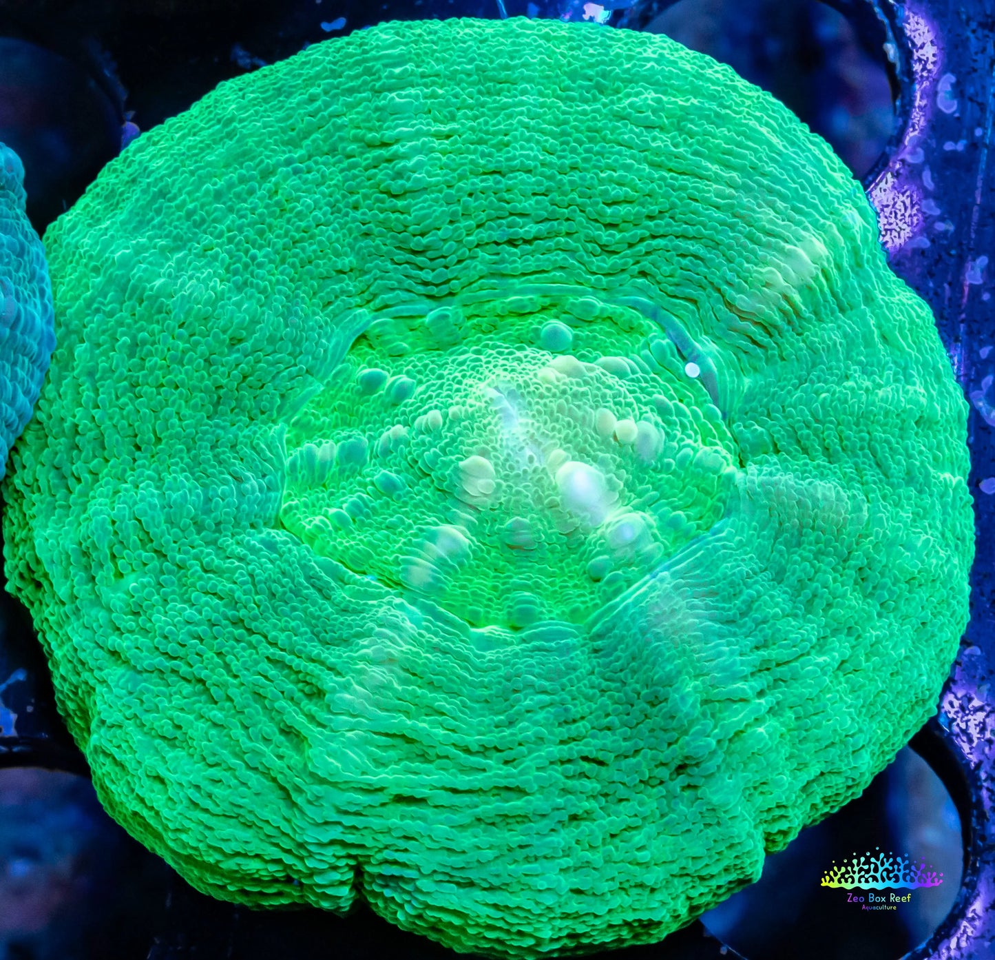 Scolymia Australis- Scoly Coral 4cm WYSIWYG Scolymia Australis- Scoly Coral 4cm WYSIWYG LPS Scolymia Australis- Scoly Coral 4cm WYSIWYG Zeo Box Reef