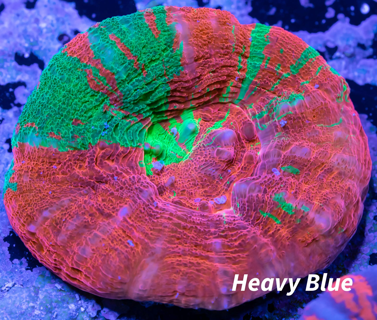 Scolymia Australis- Bleeding Apple Scoly Coral 3cm WYSIWYG Scolymia Australis- Bleeding Apple Scoly Coral 3cm WYSIWYG LPS Scolymia Australis- Bleeding Apple Scoly Coral 3cm WYSIWYG Zeo Box Reef