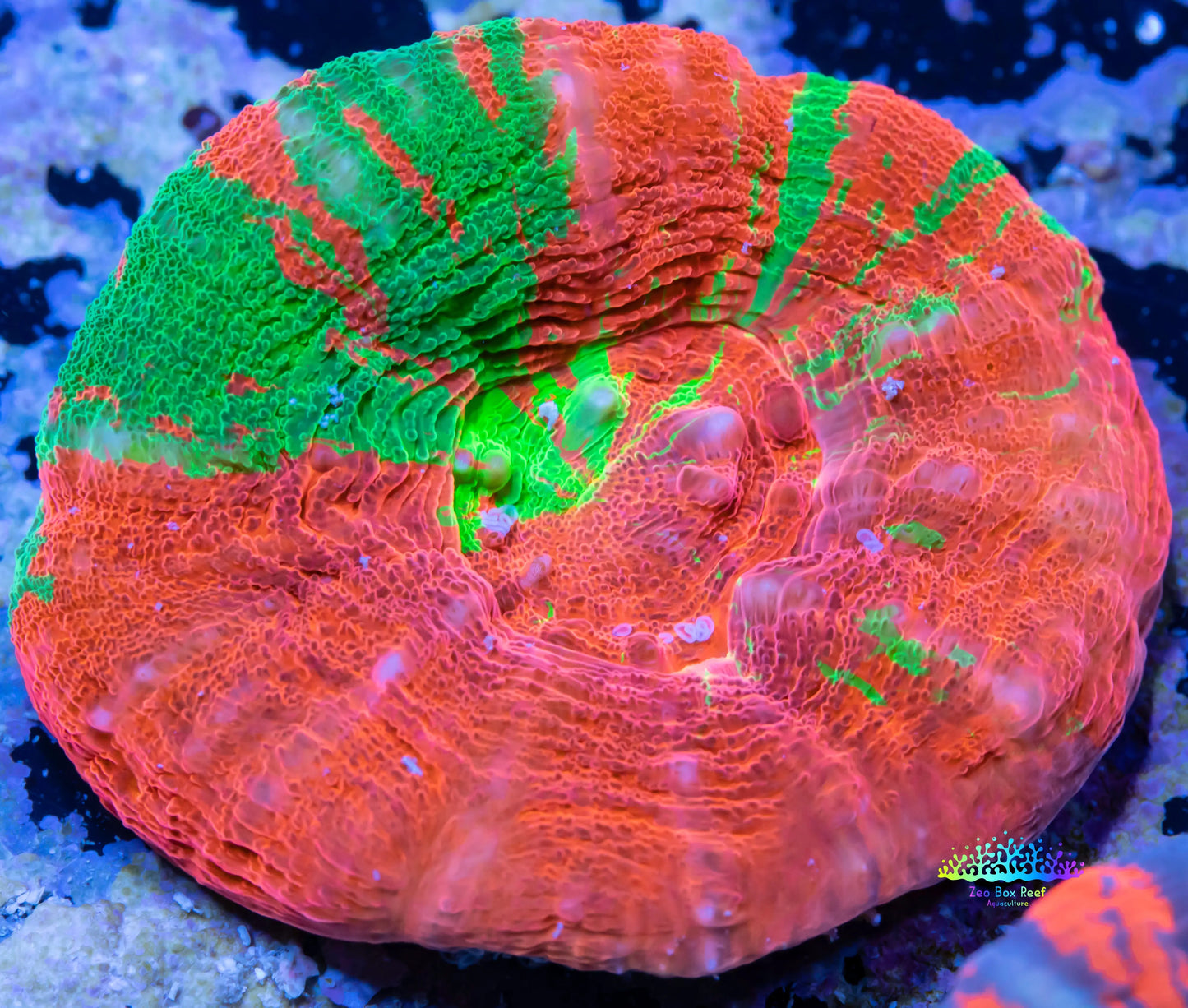 Scolymia Australis- Bleeding Apple Scoly Coral 3cm WYSIWYG Scolymia Australis- Bleeding Apple Scoly Coral 3cm WYSIWYG LPS Scolymia Australis- Bleeding Apple Scoly Coral 3cm WYSIWYG Zeo Box Reef