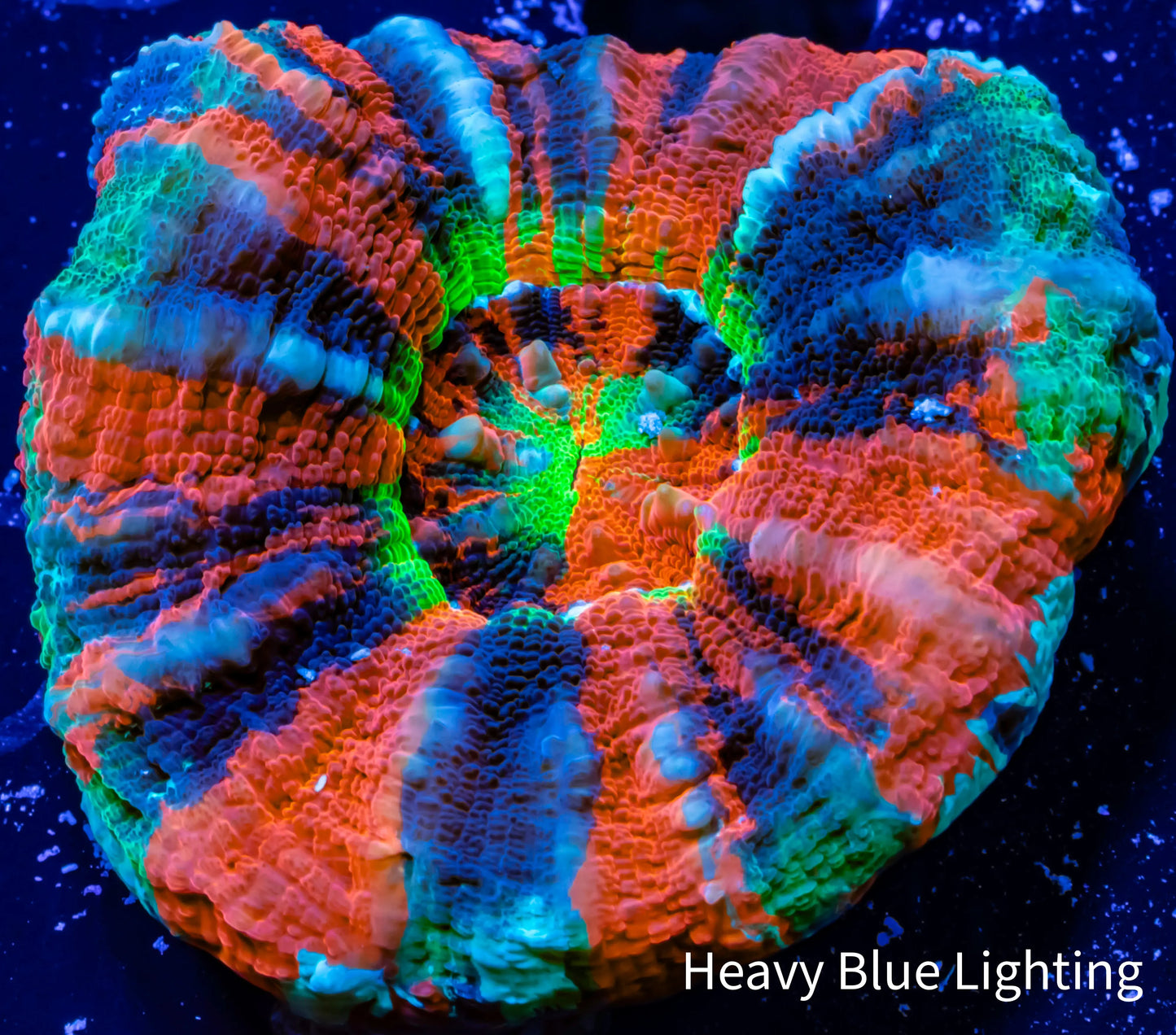 Scolymia Australis- Master Grade Rainbow Scoly Coral 4.5cm WYSIWYG Scolymia Australis- Master Grade Rainbow Scoly Coral 4.5cm WYSIWYG LPS Scolymia Australis- Master Grade Rainbow Scoly Coral 4.5cm WYSIWYG Zeo Box Reef