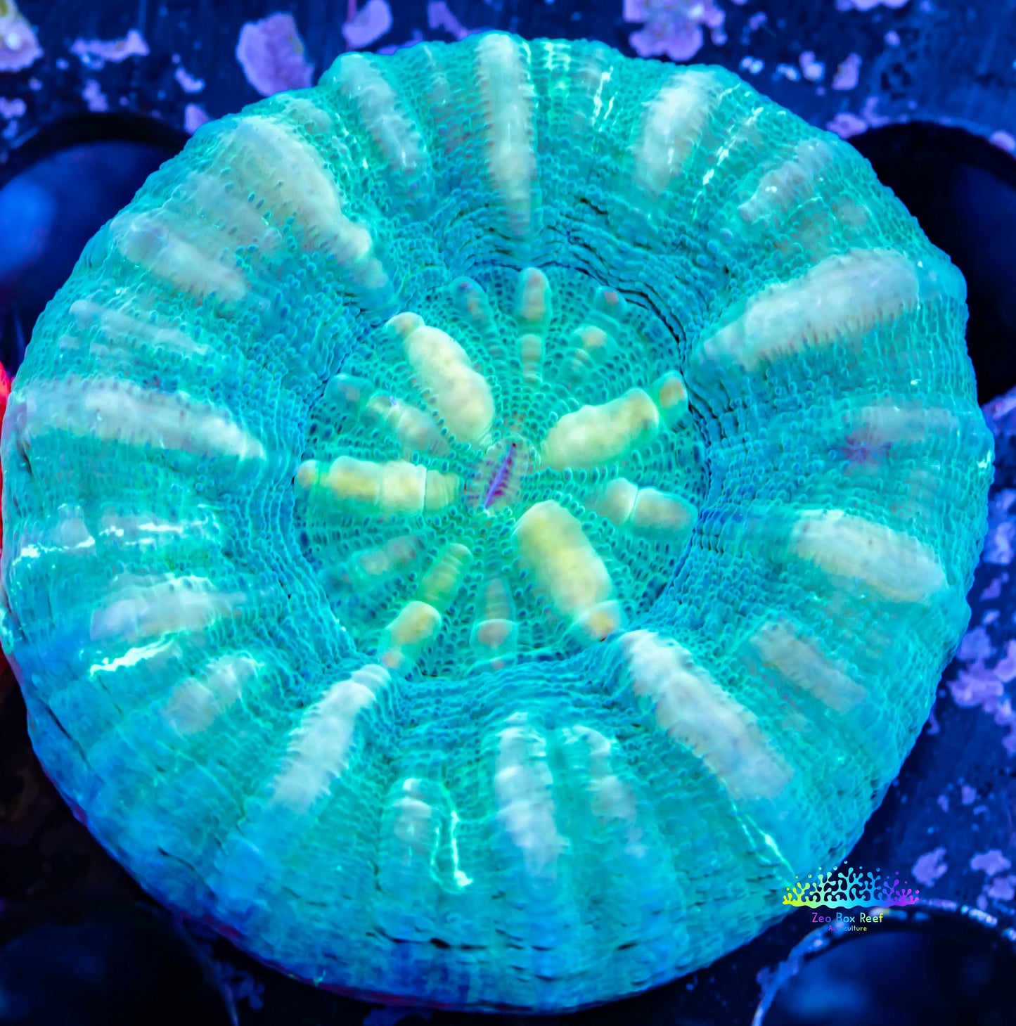 Scolymia Australis- Scoly Coral 3cm WYSIWYG Scolymia Australis- Scoly Coral 3cm WYSIWYG LPS Scolymia Australis- Scoly Coral 3cm WYSIWYG Zeo Box Reef