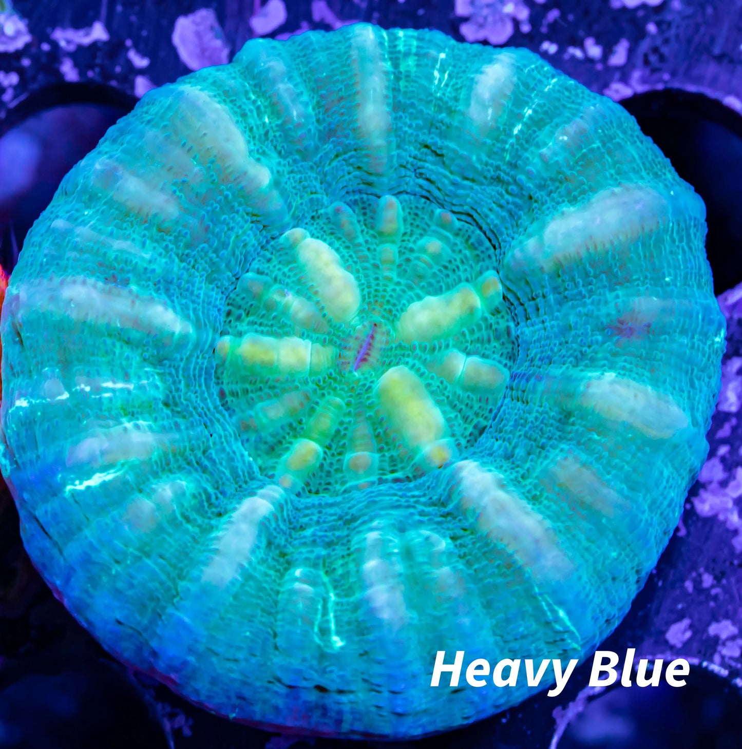 Scolymia Australis- Scoly Coral 3cm WYSIWYG Scolymia Australis- Scoly Coral 3cm WYSIWYG LPS Scolymia Australis- Scoly Coral 3cm WYSIWYG Zeo Box Reef