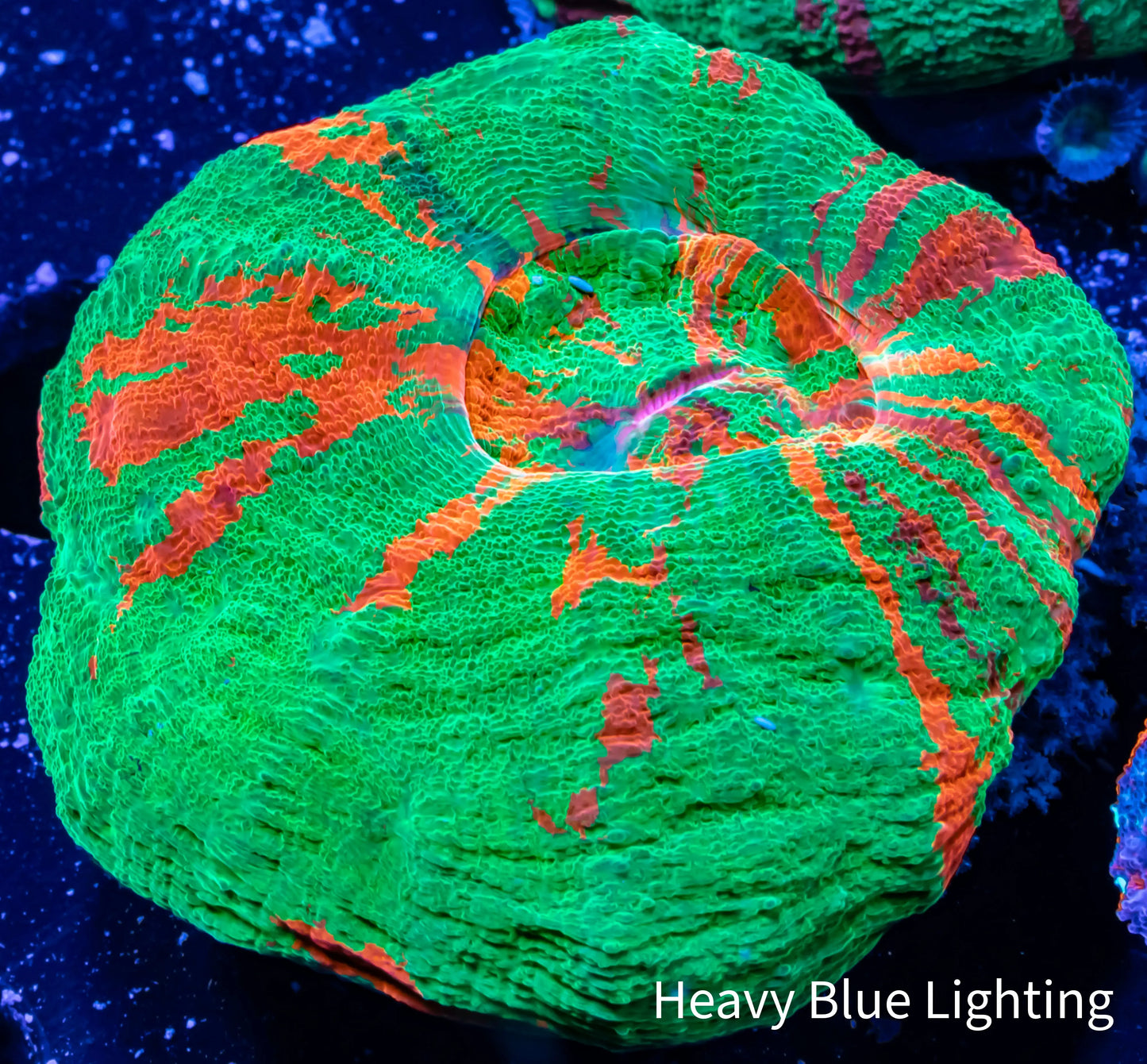 Scolymia Australis- Ultra Bleeding Apple Scoly Coral 4cm WYSIWYG Scolymia Australis- Ultra Bleeding Apple Scoly Coral 4cm WYSIWYG LPS Scolymia Australis- Ultra Bleeding Apple Scoly Coral 4cm WYSIWYG Zeo Box Reef