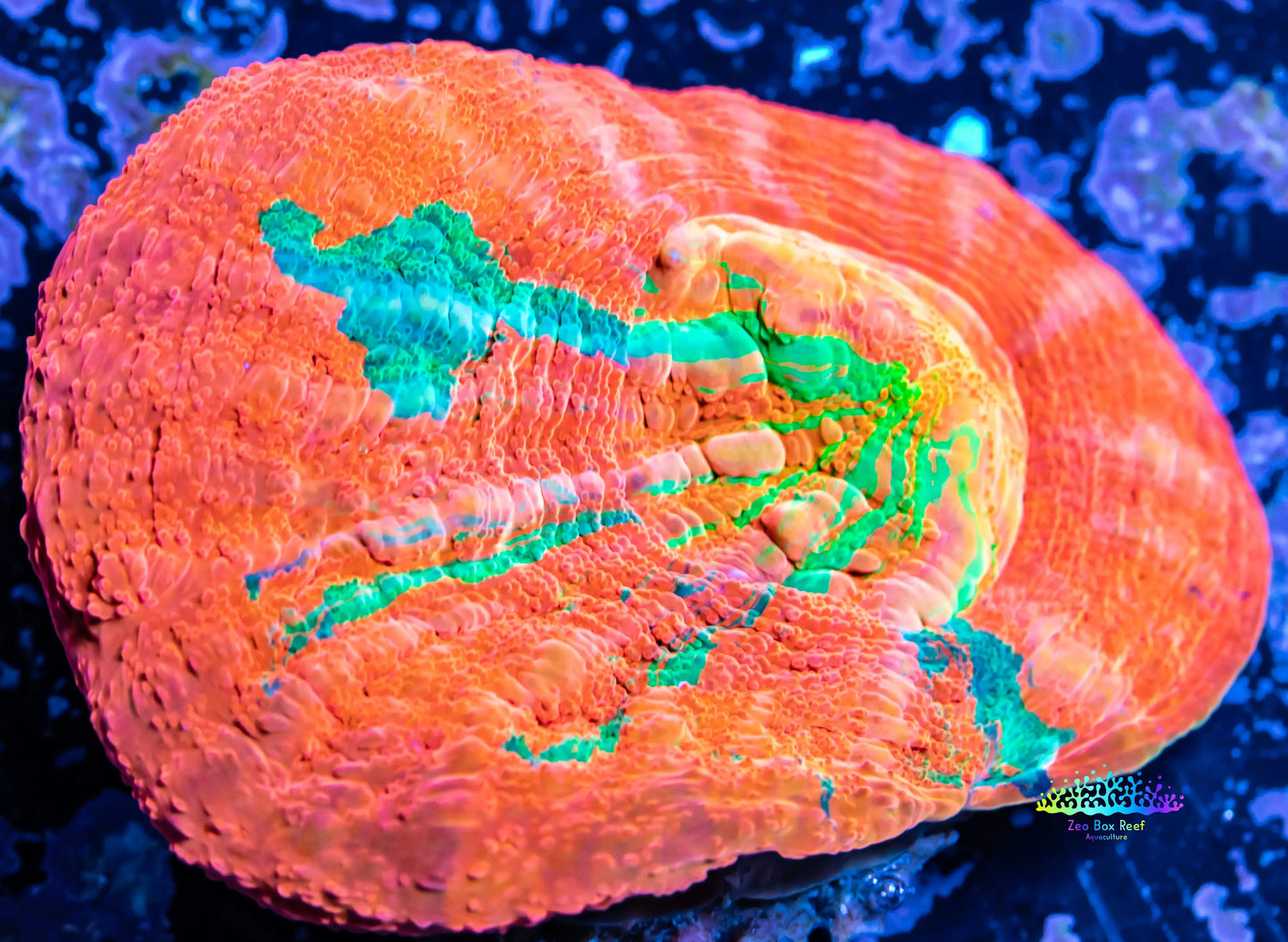 Scolymia Australis- Ultra Scoly Coral 3cm WYSIWYG Scolymia Australis- Ultra Scoly Coral 3cm WYSIWYG LPS Scolymia Australis- Ultra Scoly Coral 3cm WYSIWYG Zeo Box Reef
