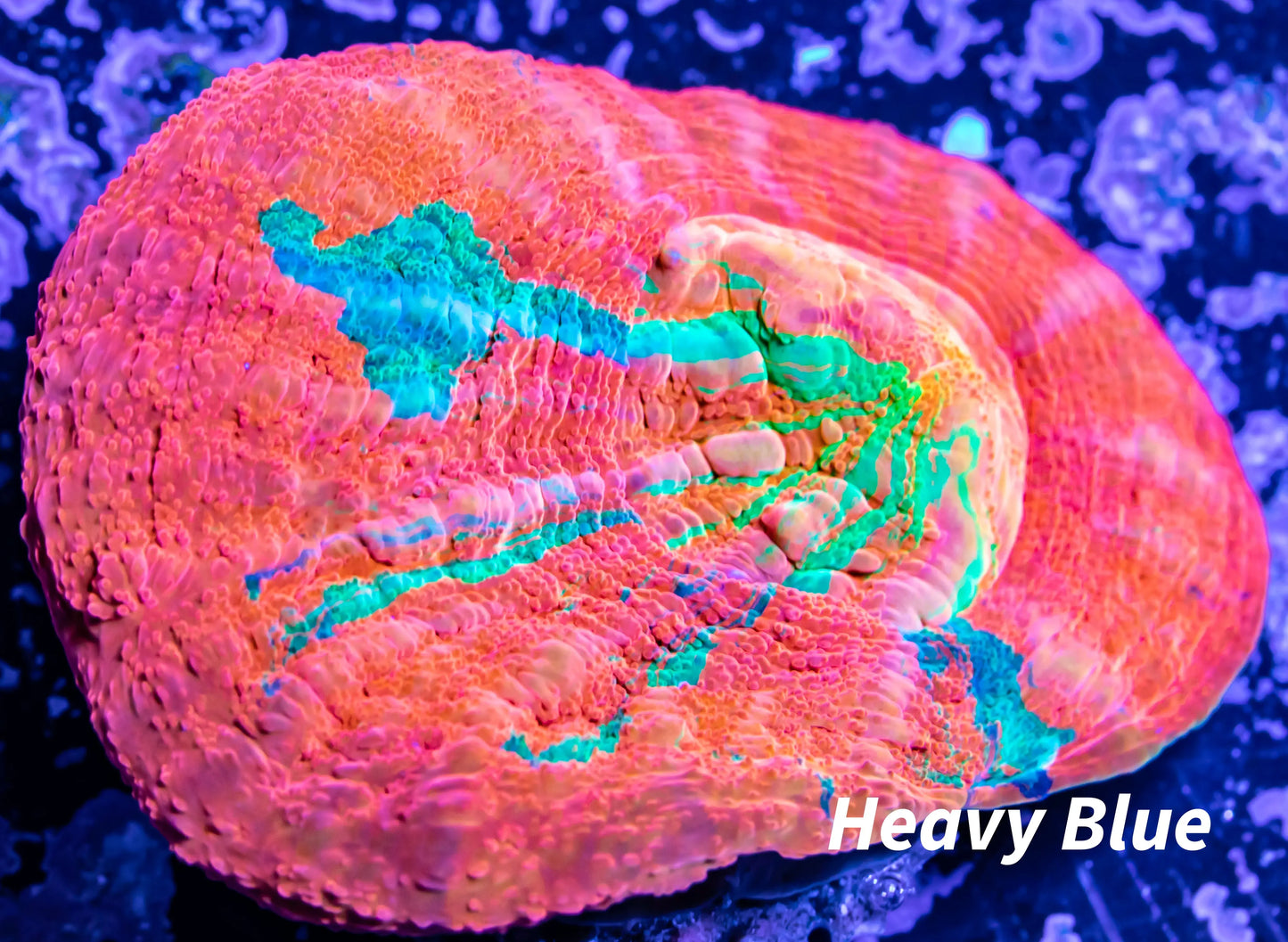 Scolymia Australis- Ultra Scoly Coral 3cm WYSIWYG Scolymia Australis- Ultra Scoly Coral 3cm WYSIWYG LPS Scolymia Australis- Ultra Scoly Coral 3cm WYSIWYG Zeo Box Reef