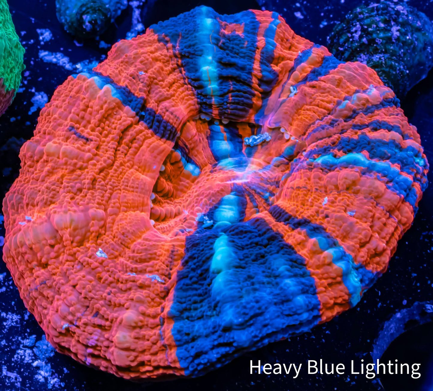 Scolymia Australis- Ultra Ware Paint Scoly Coral 4cm WYSIWYG Scolymia Australis- Ultra Ware Paint Scoly Coral 4cm WYSIWYG LPS Scolymia Australis- Ultra Ware Paint Scoly Coral 4cm WYSIWYG Zeo Box Reef