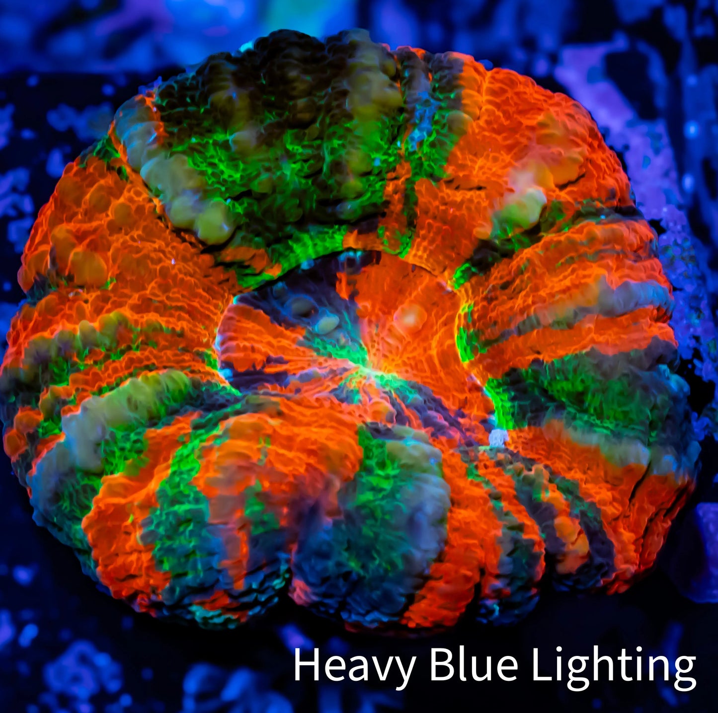 Scolymia Australis- Master Grade Rainbow 🌈 Scoly Coral 4.5cm WYSIWYG Scolymia Australis- Master Grade Rainbow 🌈 Scoly Coral 4.5cm WYSIWYG LPS Scolymia Australis- Master Grade Rainbow 🌈 Scoly Coral 4.5cm WYSIWYG Zeo Box Reef