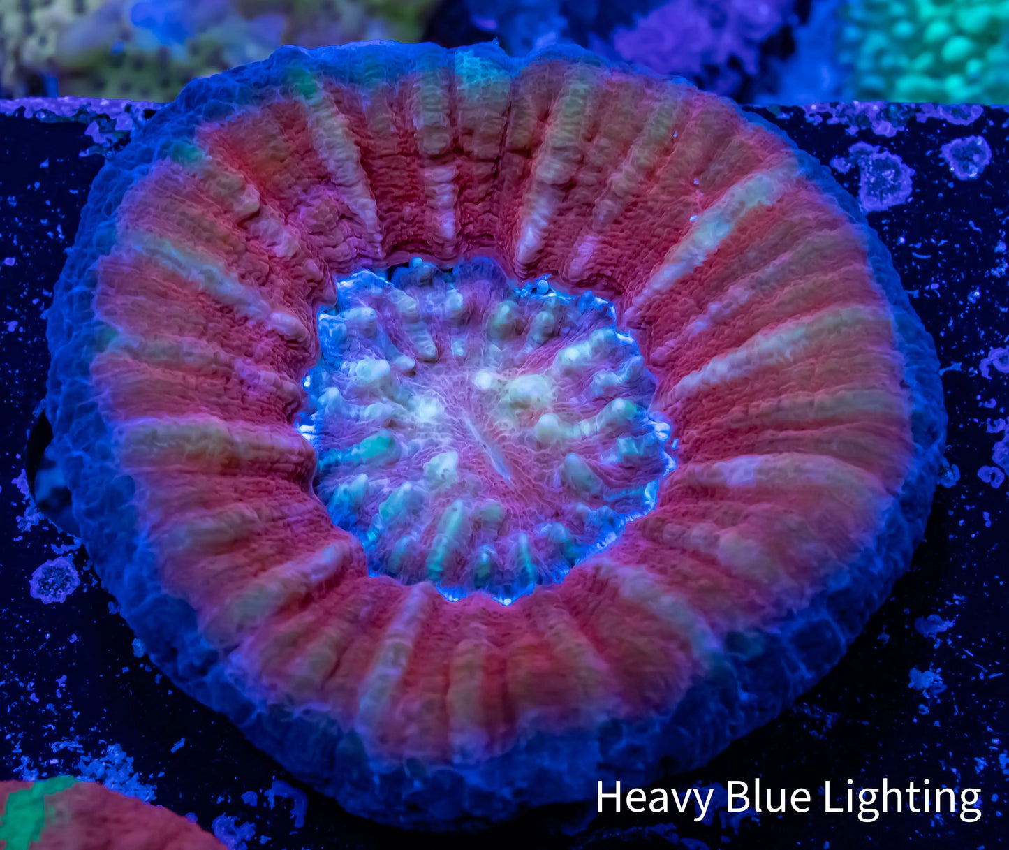 Scolymia Australis- Pink Scoly Coral 4.5cm WYSIWYG Scolymia Australis- Pink Scoly Coral 4.5cm WYSIWYG LPS Scolymia Australis- Pink Scoly Coral 4.5cm WYSIWYG Zeo Box Reef