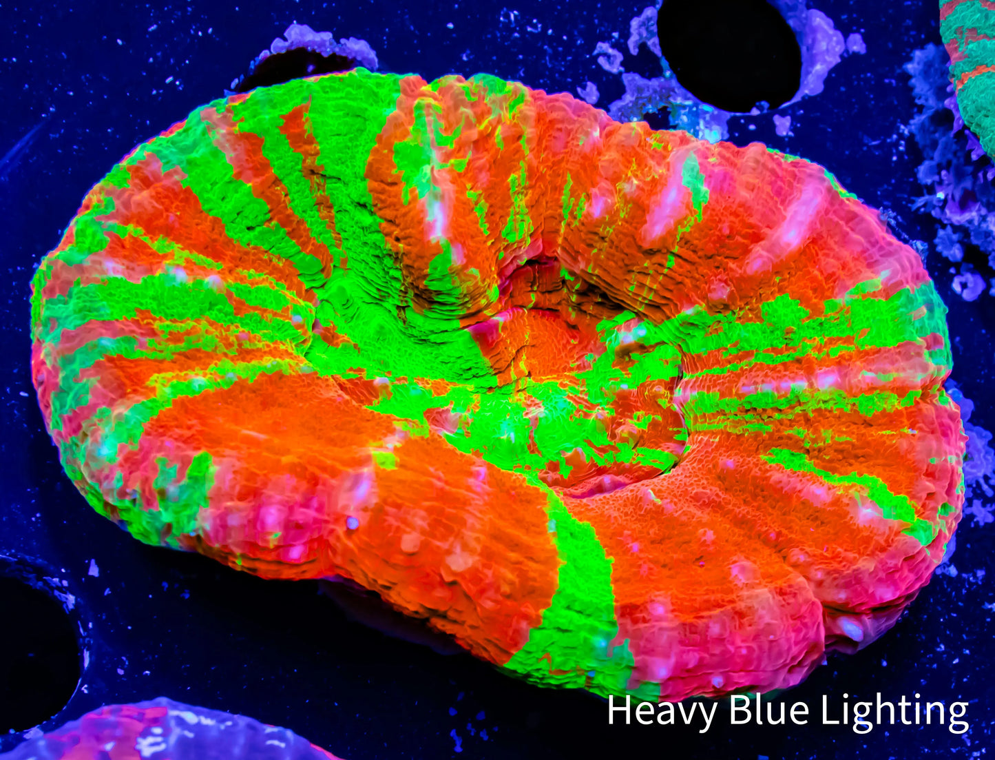 Scolymia Australis- Ultra Bleeding Apple Scoly Coral 6cm WYSIWYG Scolymia Australis- Ultra Bleeding Apple Scoly Coral 6cm WYSIWYG LPS Scolymia Australis- Ultra Bleeding Apple Scoly Coral 6cm WYSIWYG Zeo Box Reef
