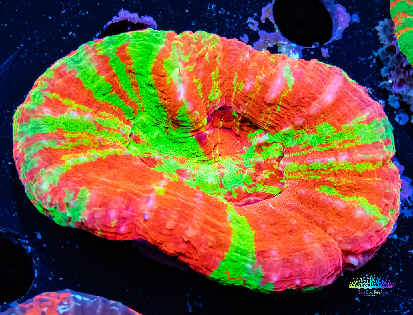 Scolymia Australis- Ultra Bleeding Apple Scoly Coral 6cm WYSIWYG Scolymia Australis- Ultra Bleeding Apple Scoly Coral 6cm WYSIWYG LPS Scolymia Australis- Ultra Bleeding Apple Scoly Coral 6cm WYSIWYG Zeo Box Reef