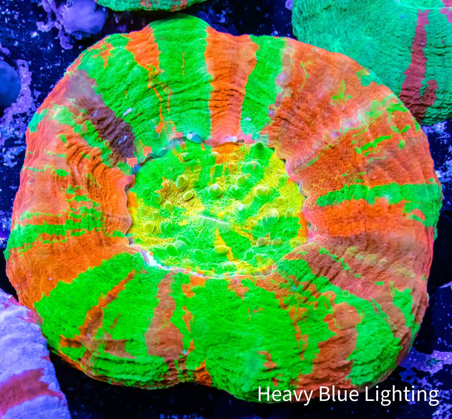 Scolymia Australis- Ultra Master Scoly Coral 5.5cm WYSIWYG Scolymia Australis- Ultra Master Scoly Coral 5.5cm WYSIWYG LPS Scolymia Australis- Ultra Master Scoly Coral 5.5cm WYSIWYG Zeo Box Reef