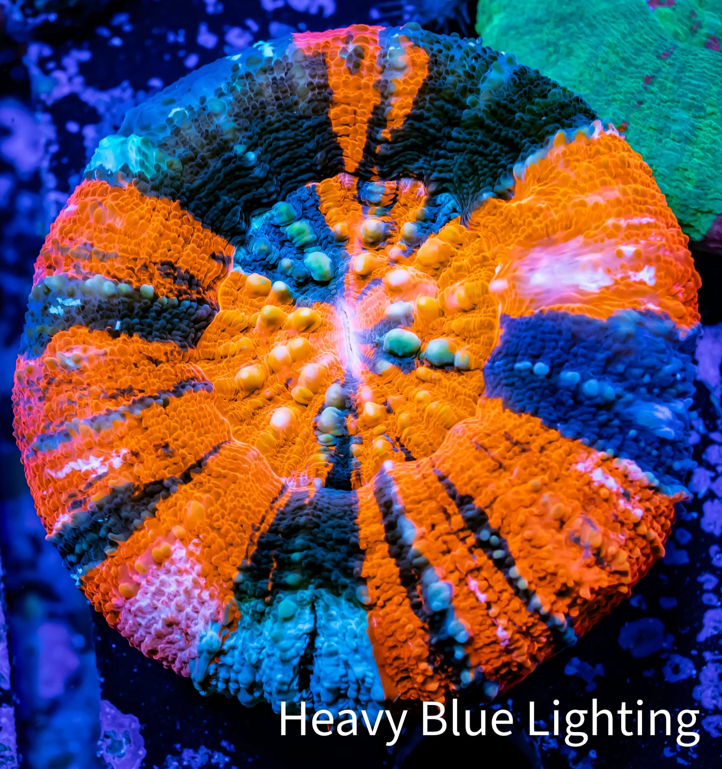 Scolymia Australis- Ultra War Paint Scoly Coral 5cm WYSIWYG Scolymia Australis- Ultra War Paint Scoly Coral 5cm WYSIWYG LPS Scolymia Australis- Ultra War Paint Scoly Coral 5cm WYSIWYG Zeo Box Reef