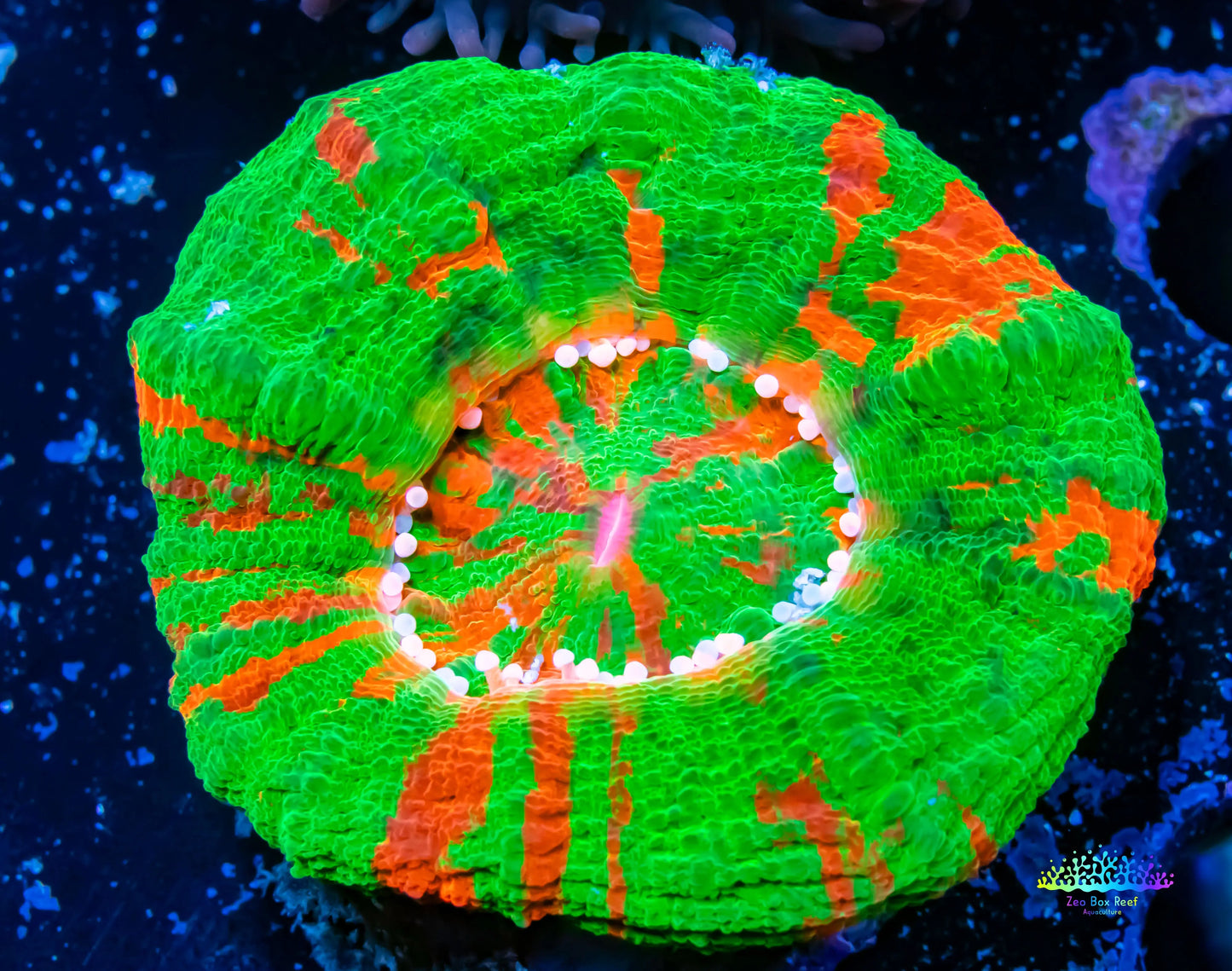 Scolymia Australis- Ultra bleeding Apple Scoly Coral 4cm WYSIWYG Scolymia Australis- Ultra bleeding Apple Scoly Coral 4cm WYSIWYG LPS Scolymia Australis- Ultra bleeding Apple Scoly Coral 4cm WYSIWYG Zeo Box Reef