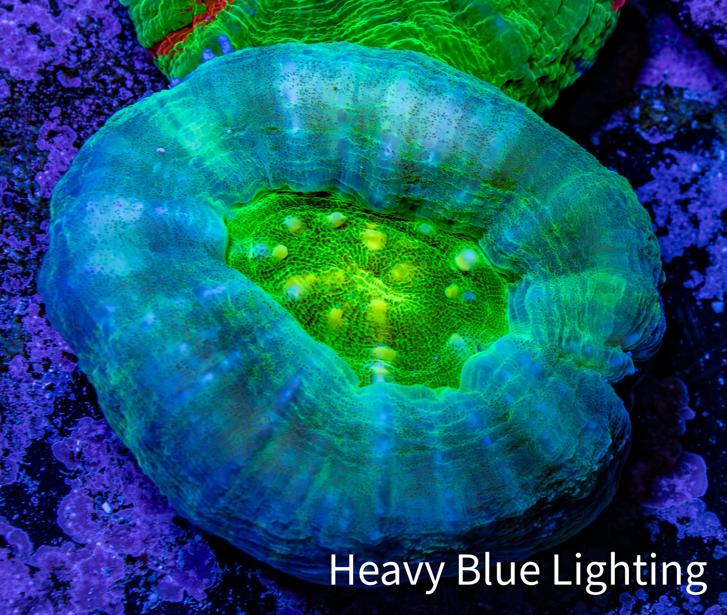 Scolymia Coral - Neon Green and Teal Scoly WYSIWYG 3cm Scolymia Coral - Neon Green and Teal Scoly WYSIWYG 3cm LPS Scolymia Coral - Neon Green and Teal Scoly WYSIWYG 3cm Zeo Box Reef