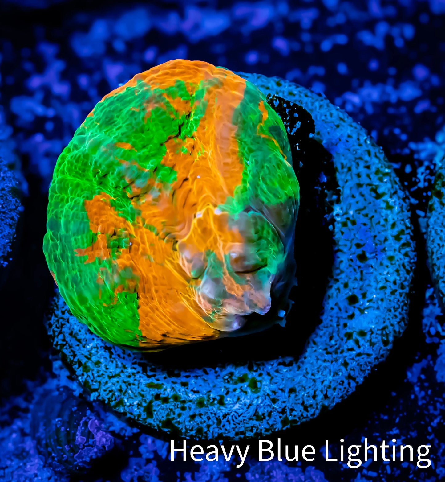 Scolymia Coral - Ultra Bleeding Apple Scoly Frag WYSIWYG Scolymia Coral - Ultra Bleeding Apple Scoly Frag WYSIWYG LPS Scolymia Coral - Ultra Bleeding Apple Scoly Frag WYSIWYG Zeo Box Reef