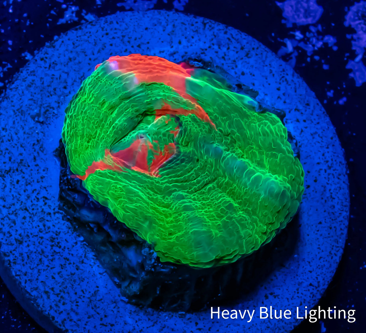 Scolymia Coral - Ultra Bleeding Apple Scoly Frag WYSIWYG (Copy) Scolymia Coral - Ultra Bleeding Apple Scoly Frag WYSIWYG (Copy) LPS Scolymia Coral - Ultra Bleeding Apple Scoly Frag WYSIWYG (Copy) Zeo Box Reef