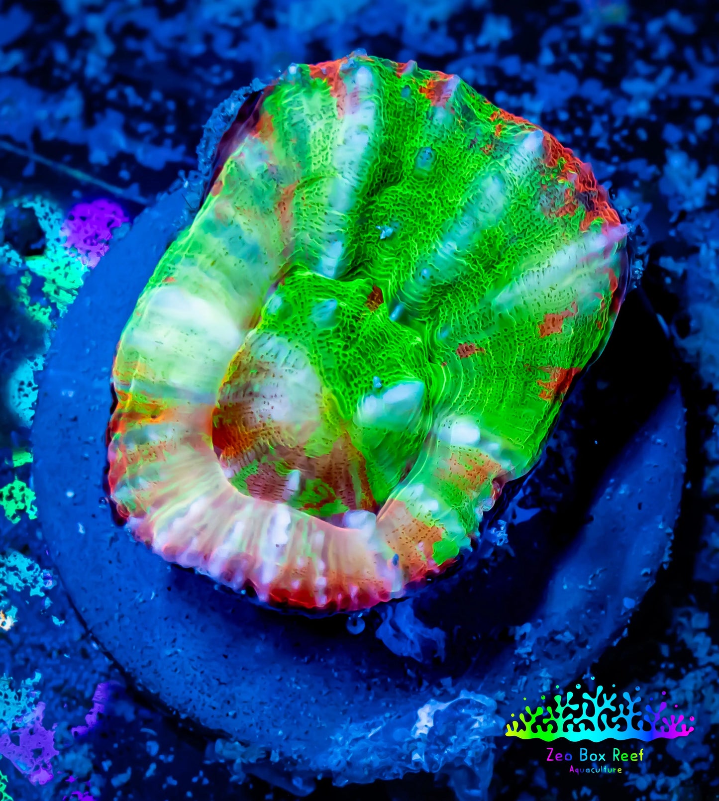 Scolymia Coral - Ultra Bleeding Apple Scoly Frag WYSIWYG (Copy) Scolymia Coral - Ultra Bleeding Apple Scoly Frag WYSIWYG (Copy) LPS Scolymia Coral - Ultra Bleeding Apple Scoly Frag WYSIWYG (Copy) Zeo Box Reef