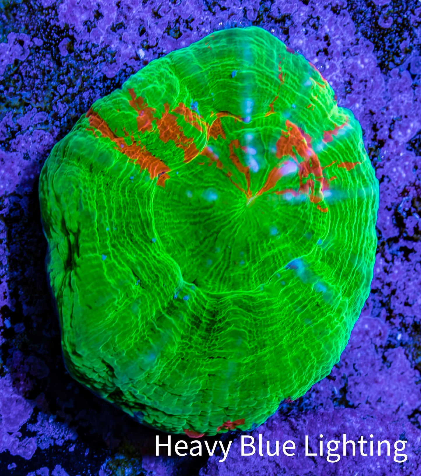 Scolymia Coral - Ultra Bleeding Apple Scoly WYSIWYG 3cm Scolymia Coral - Ultra Bleeding Apple Scoly WYSIWYG 3cm LPS Scolymia Coral - Ultra Bleeding Apple Scoly WYSIWYG 3cm Zeo Box Reef