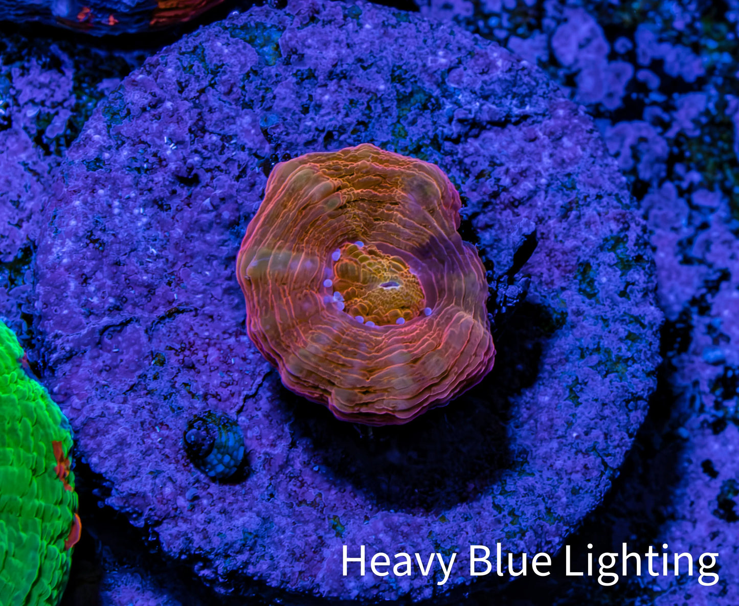 Scolymia Coral - Ultra Scoly Frag WYSIWYG 1.5cm Scolymia Coral - Ultra Scoly Frag WYSIWYG 1.5cm LPS Scolymia Coral - Ultra Scoly Frag WYSIWYG 1.5cm Zeo Box Reef