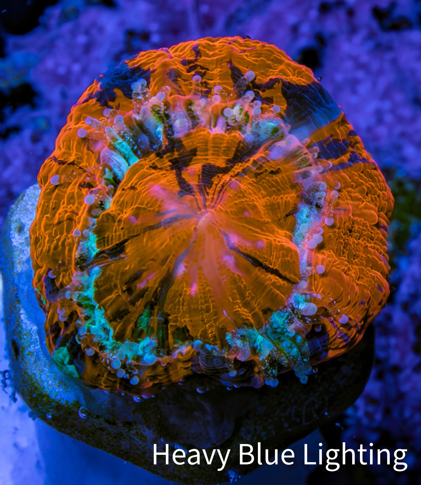Scolymia Coral - Ultra Scoly Frag WYSIWYG 2cm Scolymia Coral - Ultra Scoly Frag WYSIWYG 2cm LPS Scolymia Coral - Ultra Scoly Frag WYSIWYG 2cm Zeo Box Reef