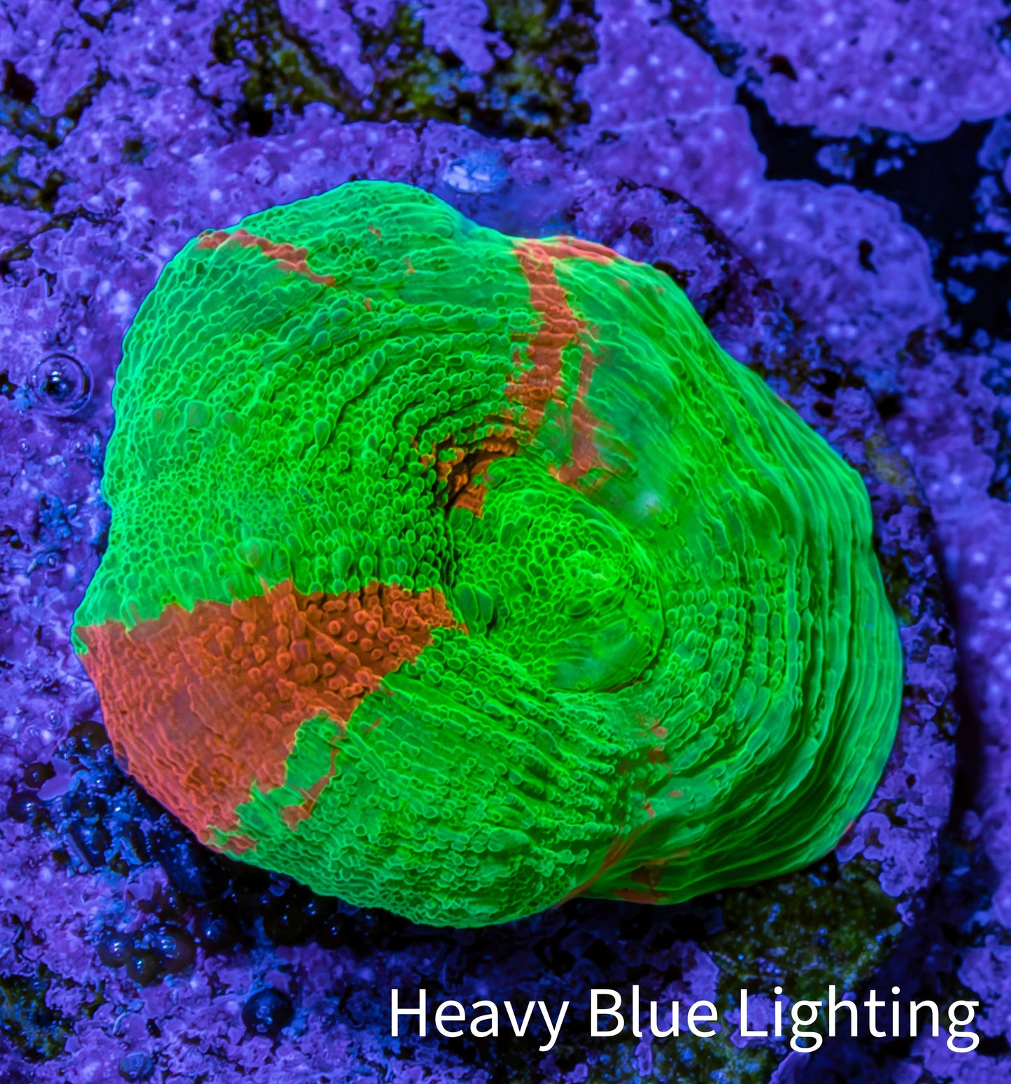 Scolymia Coral - Ultra Scoly Frag WYSIWYG 2cm Scolymia Coral - Ultra Scoly Frag WYSIWYG 2cm LPS Scolymia Coral - Ultra Scoly Frag WYSIWYG 2cm Zeo Box Reef