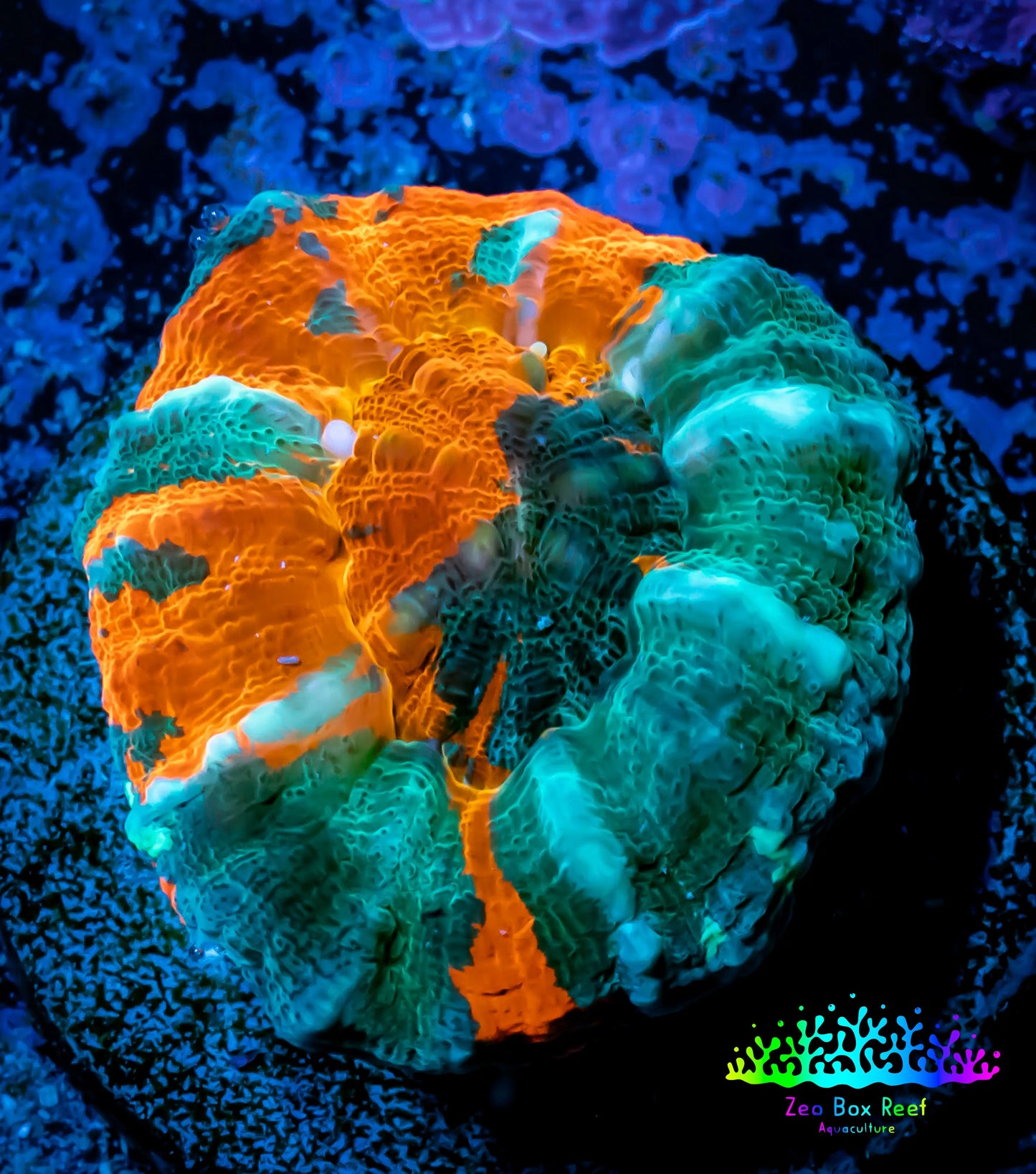 Scolymia Coral - Ultra Scoly Frag WYSIWYG Scolymia Coral - Ultra Scoly Frag WYSIWYG LPS Scolymia Coral - Ultra Scoly Frag WYSIWYG Zeo Box Reef