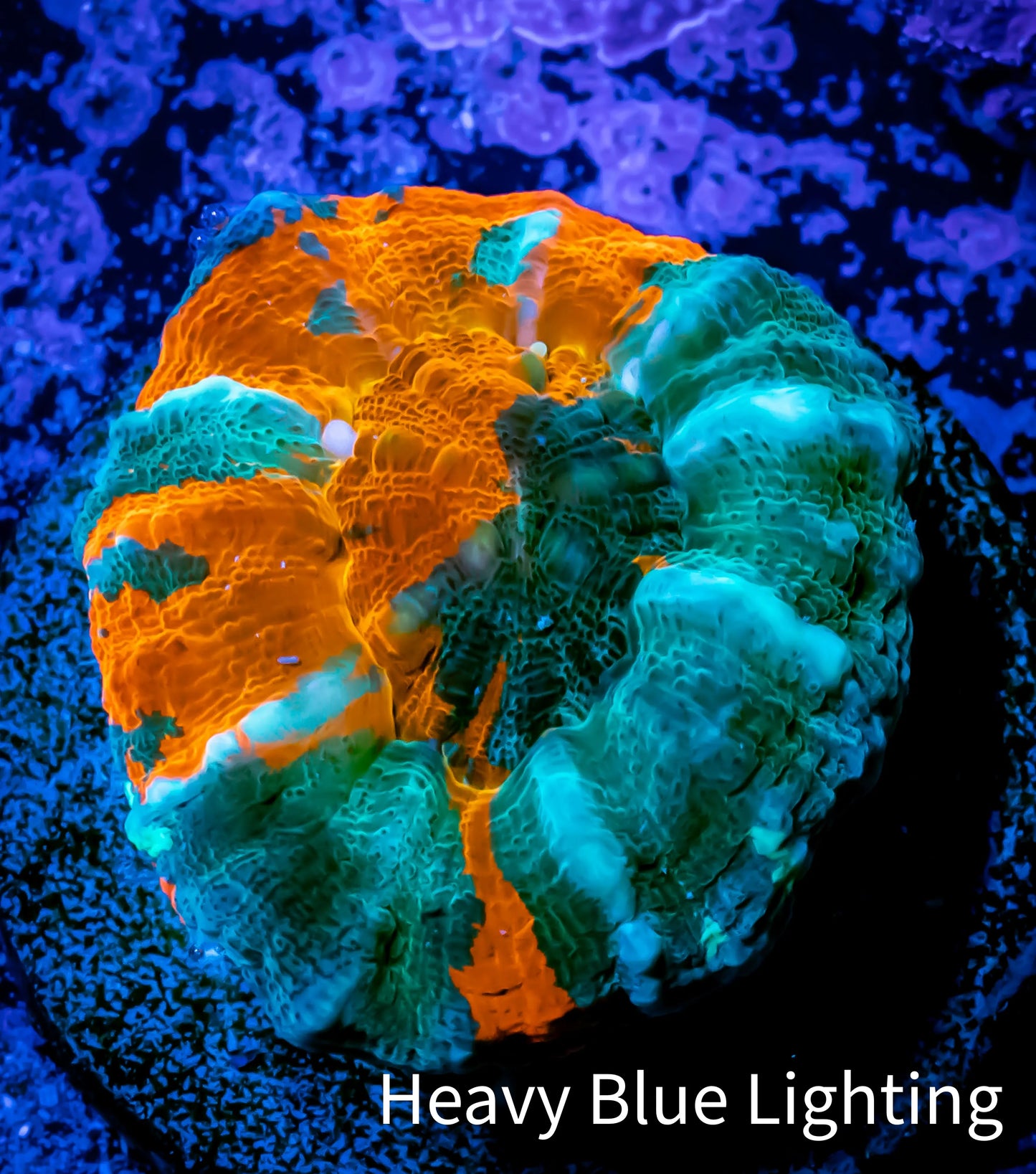 Scolymia Coral - Ultra Scoly Frag WYSIWYG Scolymia Coral - Ultra Scoly Frag WYSIWYG LPS Scolymia Coral - Ultra Scoly Frag WYSIWYG Zeo Box Reef