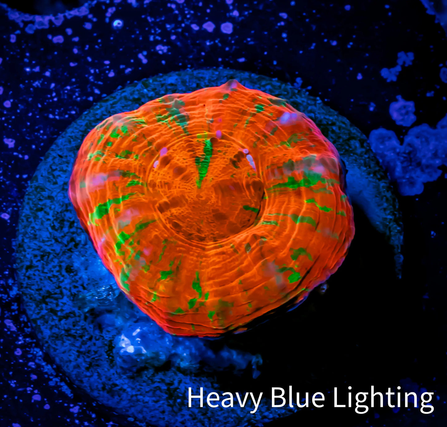 Scolymia Coral - Ultra Scoly Frag WYSIWYG Scolymia Coral - Ultra Scoly Frag WYSIWYG LPS Scolymia Coral - Ultra Scoly Frag WYSIWYG Zeo Box Reef