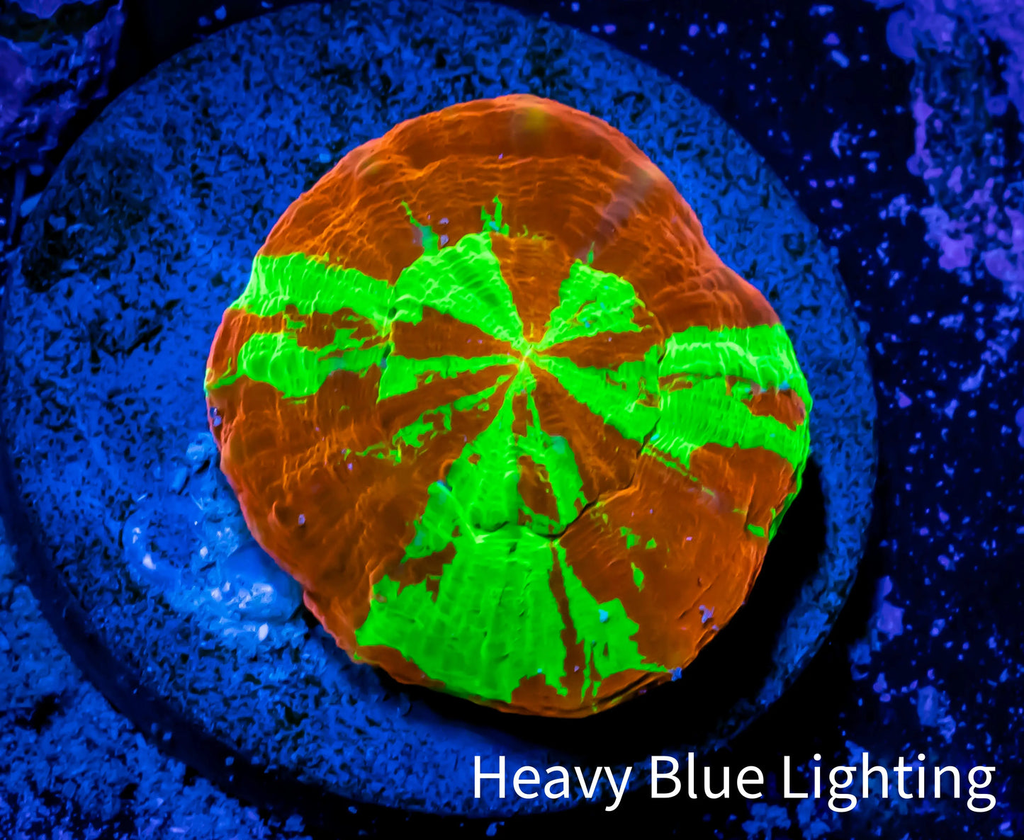 Scolymia Coral - Ultra Scoly Frag WYSIWYG Scolymia Coral - Ultra Scoly Frag WYSIWYG LPS Scolymia Coral - Ultra Scoly Frag WYSIWYG Zeo Box Reef
