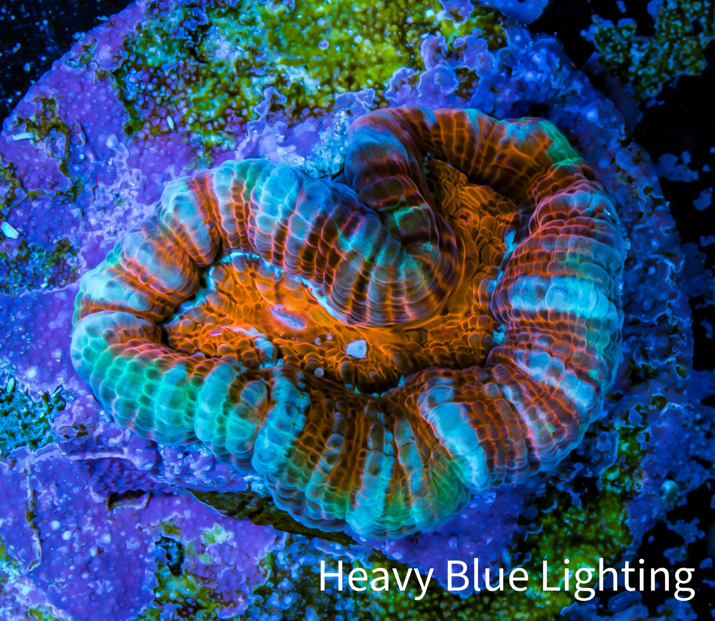 Scolymia Coral - Ultra Scoly Frag WYSIWYG Scolymia Coral - Ultra Scoly Frag WYSIWYG LPS Scolymia Coral - Ultra Scoly Frag WYSIWYG Zeo Box Reef