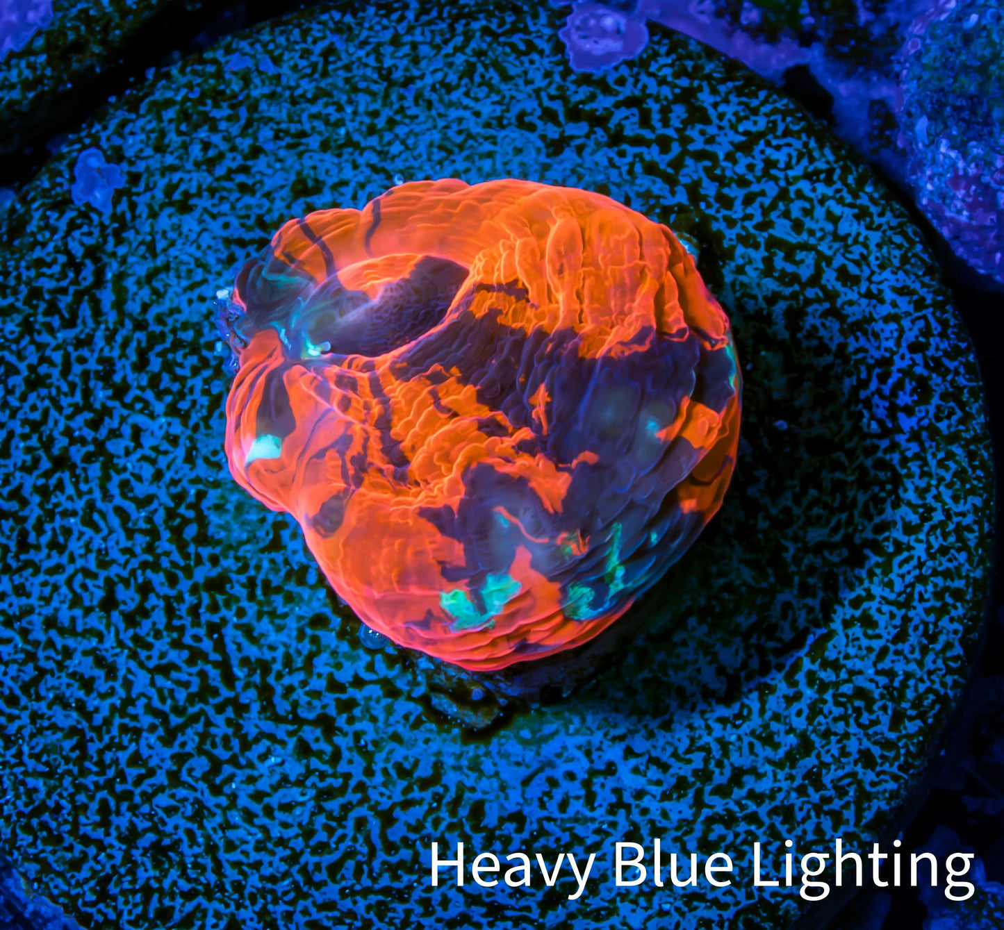 Scolymia Coral - Ultra Scoly Frag WYSIWYG Scolymia Coral - Ultra Scoly Frag WYSIWYG LPS Scolymia Coral - Ultra Scoly Frag WYSIWYG Zeo Box Reef