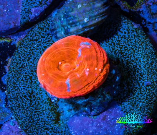 Scolymia Coral - Ultra  Scoly Frag WYSIWYG Scolymia Coral - Ultra  Scoly Frag WYSIWYG LPS Scolymia Coral - Ultra  Scoly Frag WYSIWYG Zeo Box Reef