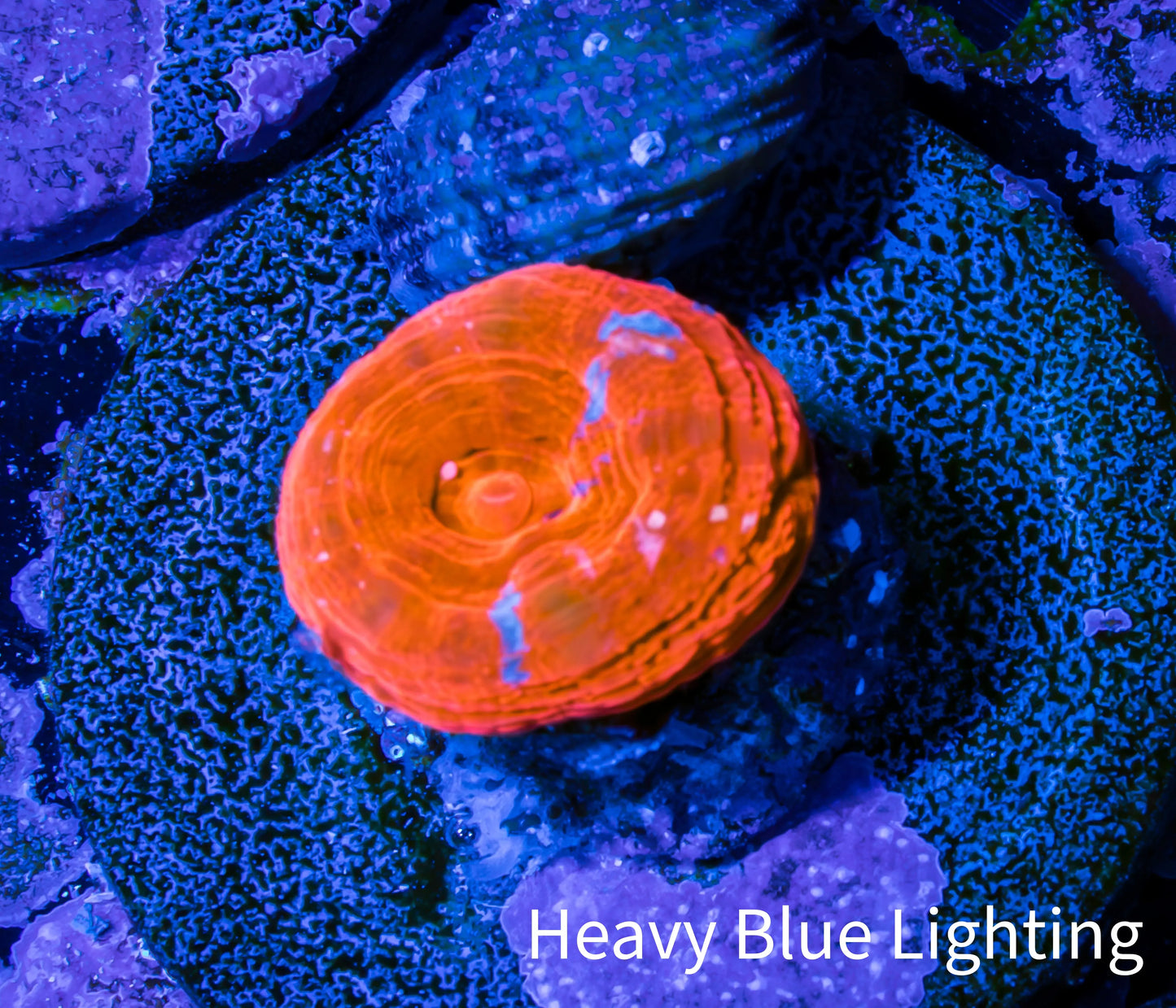 Scolymia Coral - Ultra Scoly Frag WYSIWYG Scolymia Coral - Ultra Scoly Frag WYSIWYG LPS Scolymia Coral - Ultra Scoly Frag WYSIWYG Zeo Box Reef
