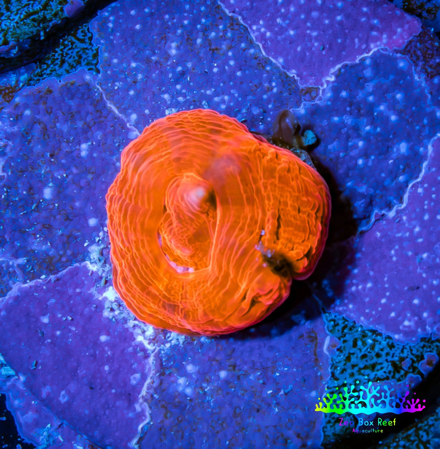 Scolymia Coral - Ultra Scoly Frag WYSIWYG Scolymia Coral - Ultra Scoly Frag WYSIWYG LPS Scolymia Coral - Ultra Scoly Frag WYSIWYG Zeo Box Reef