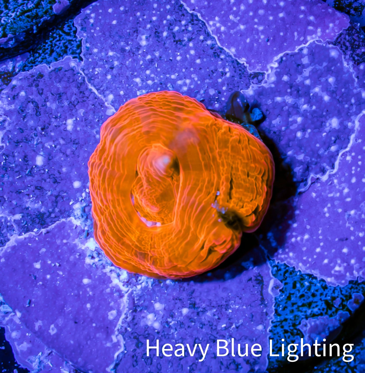 Scolymia Coral - Ultra Scoly Frag WYSIWYG Scolymia Coral - Ultra Scoly Frag WYSIWYG LPS Scolymia Coral - Ultra Scoly Frag WYSIWYG Zeo Box Reef