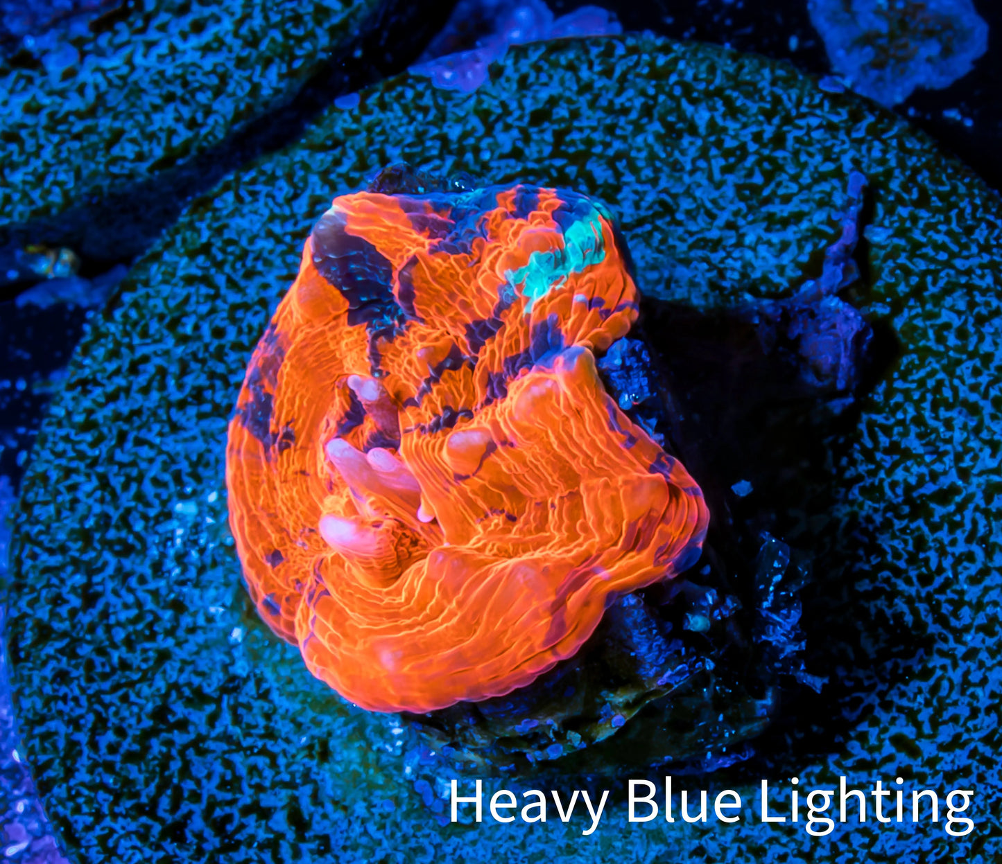 Scolymia Coral - Ultra Scoly Frag WYSIWYG Scolymia Coral - Ultra Scoly Frag WYSIWYG LPS Scolymia Coral - Ultra Scoly Frag WYSIWYG Zeo Box Reef